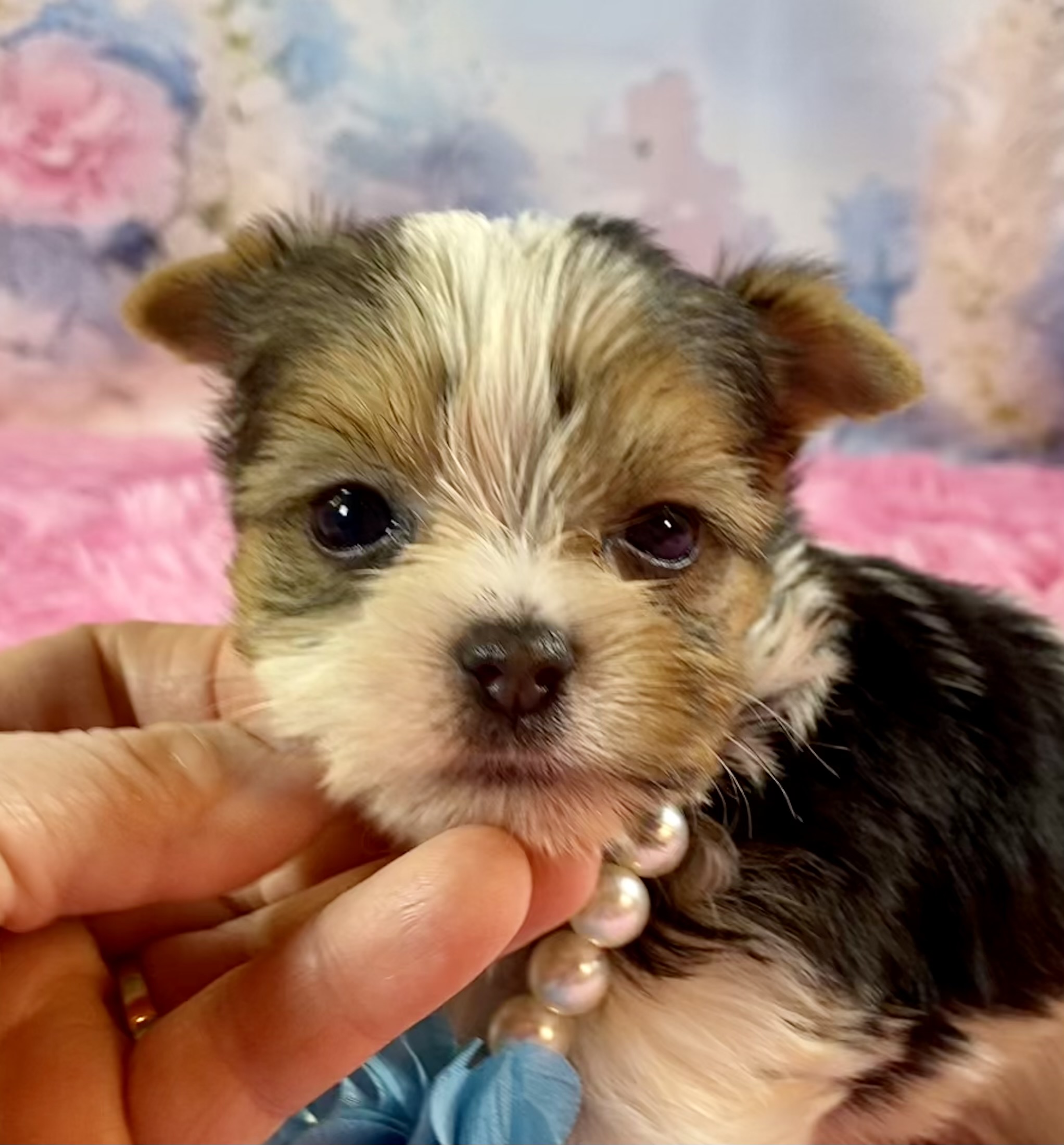 Rainie Tiny Teacup Tripar Yorkshire Terrier Puppy for Sale in
