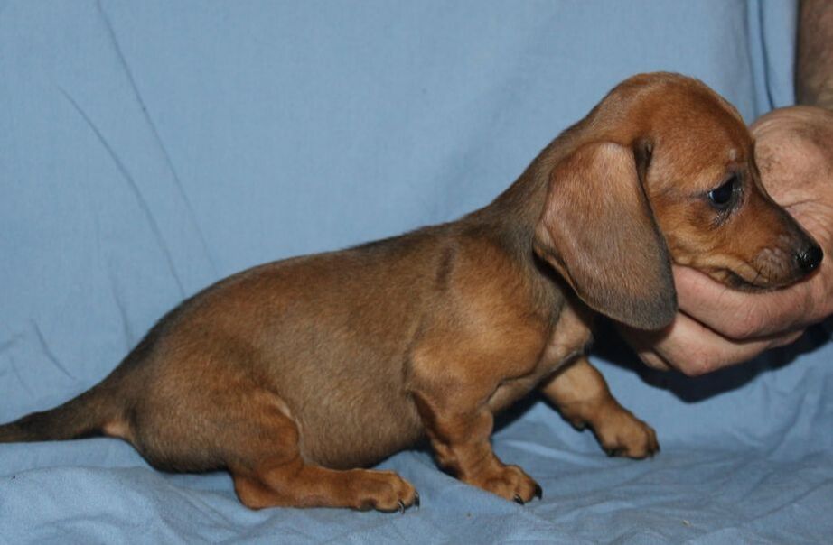 Ckc dachshund hot sale
