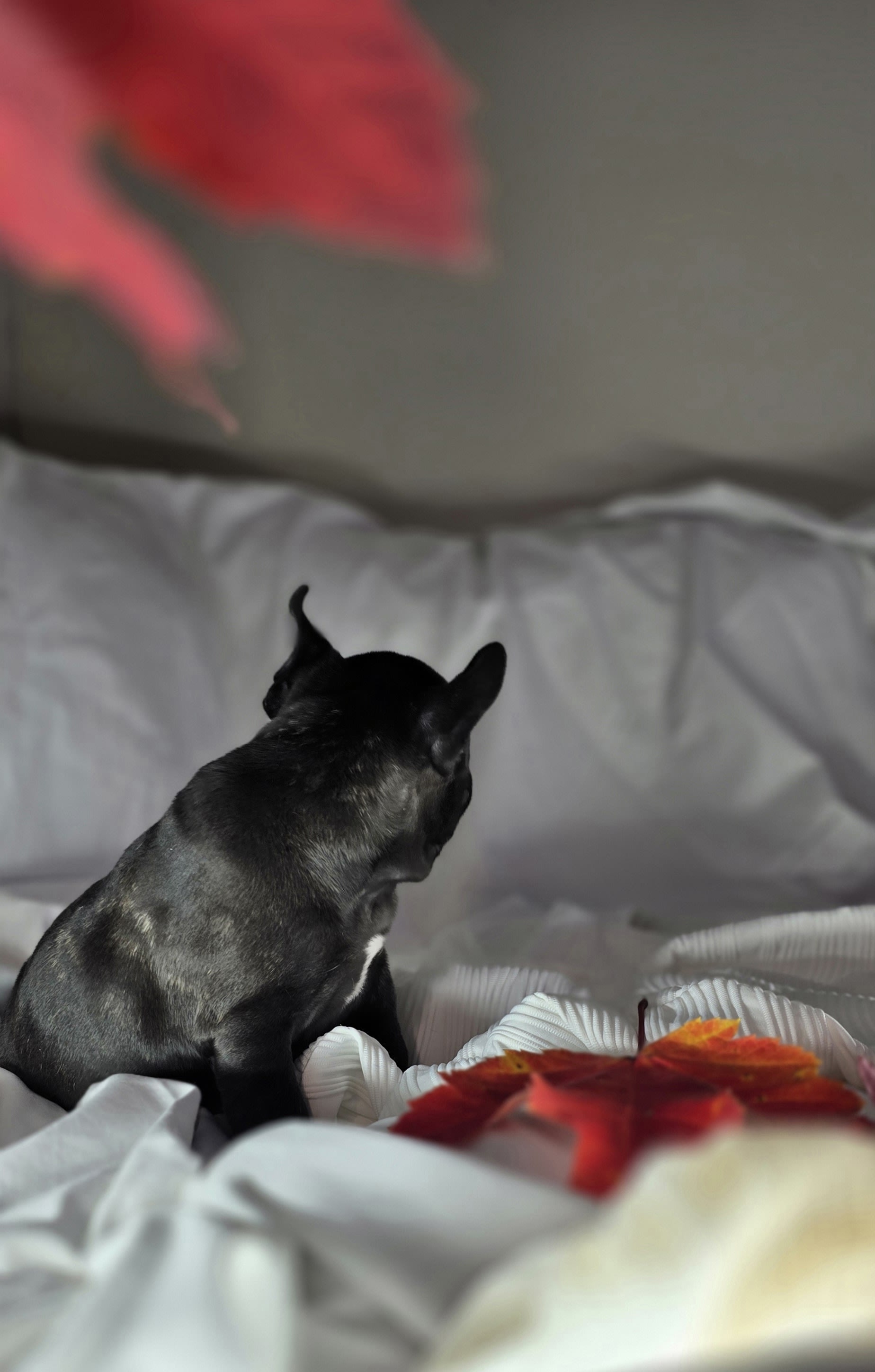 Lili French Bulldog Puppy for Sale in Lancaster, NY Lancaster Puppies
