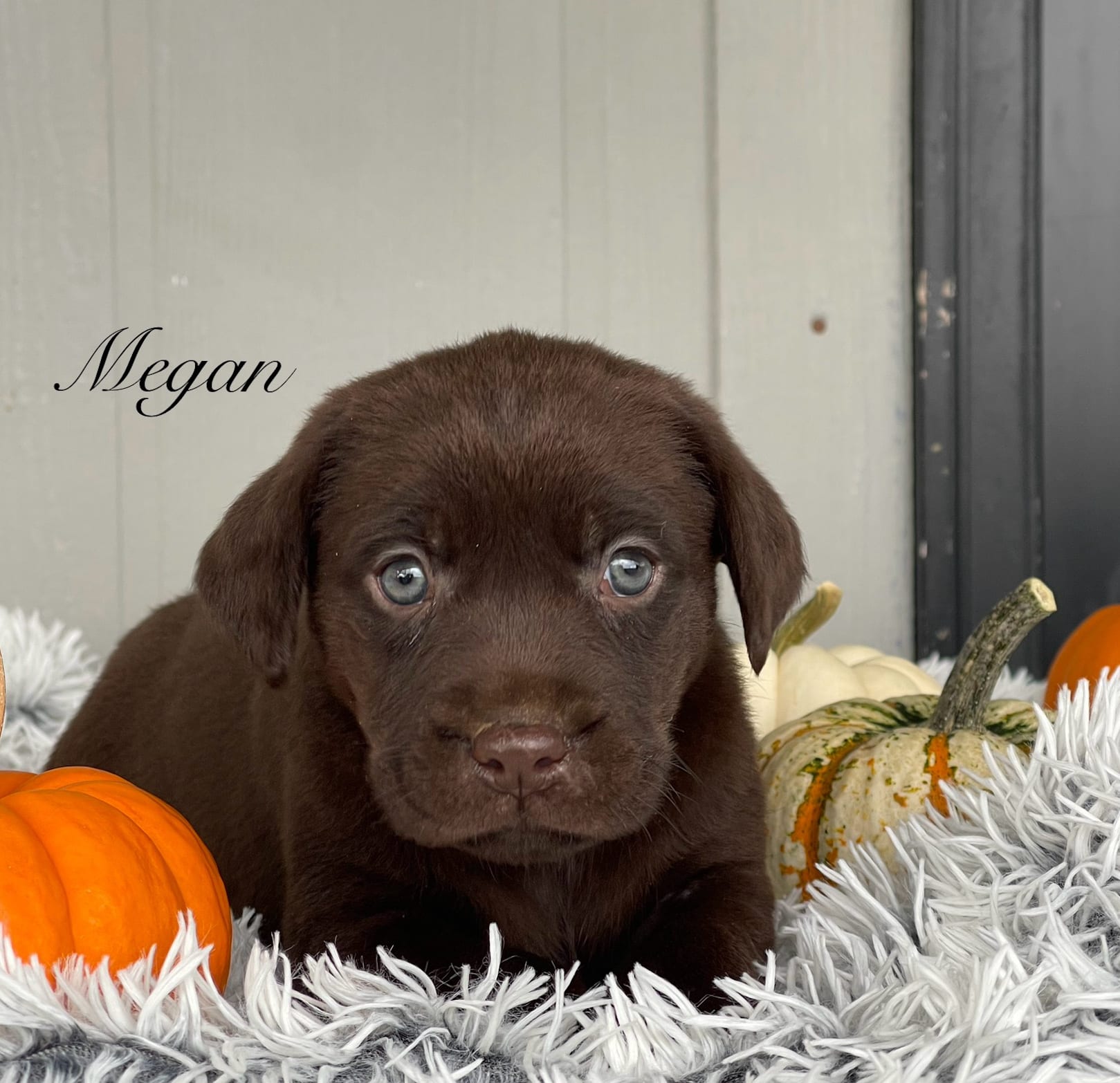 Megan Labrador Retriever Puppy for Sale in Dundee, NY Lancaster Puppies