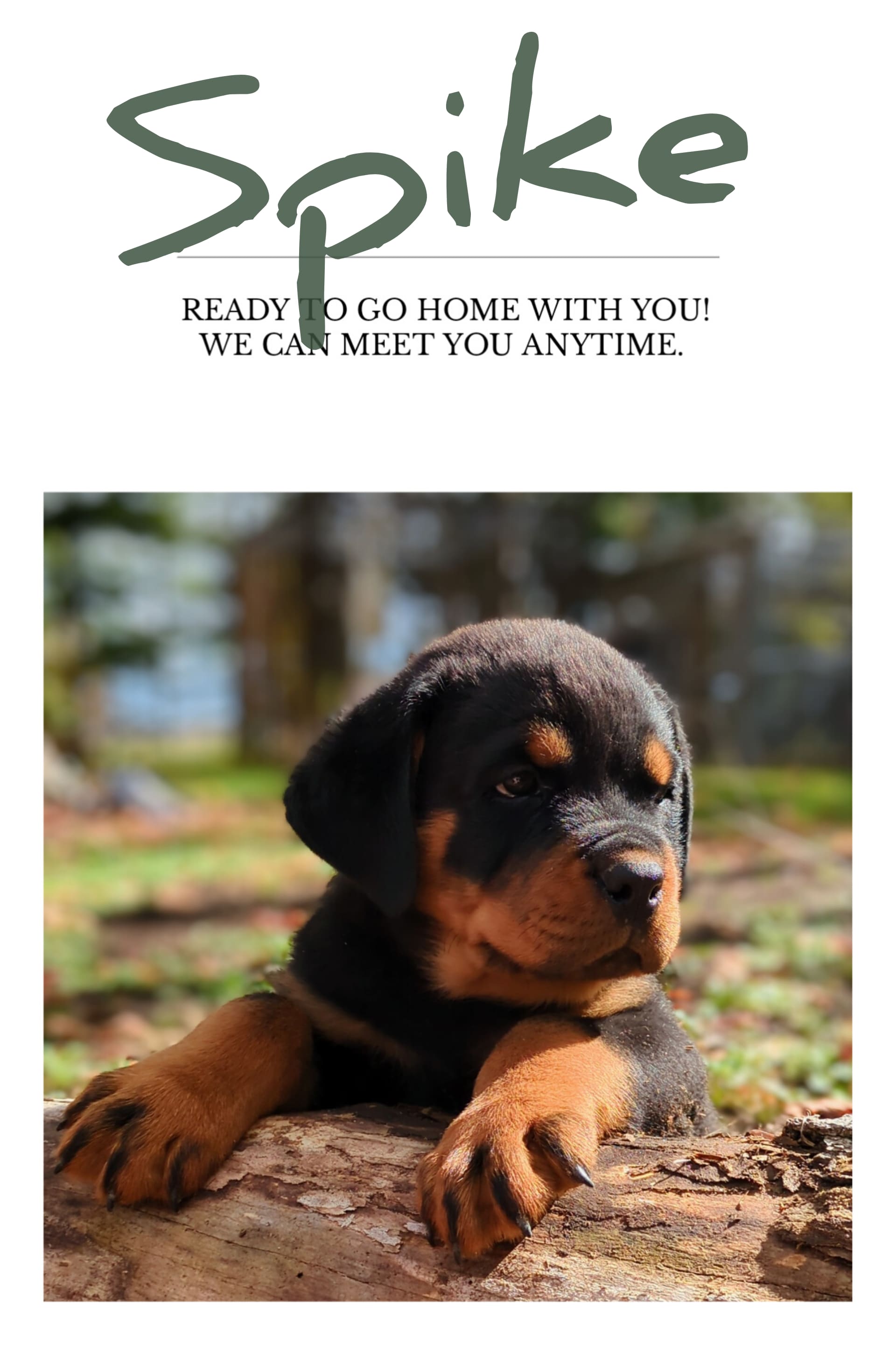 Spike Rottweiler Puppy for Sale in Nappanee, IN Lancaster Puppies