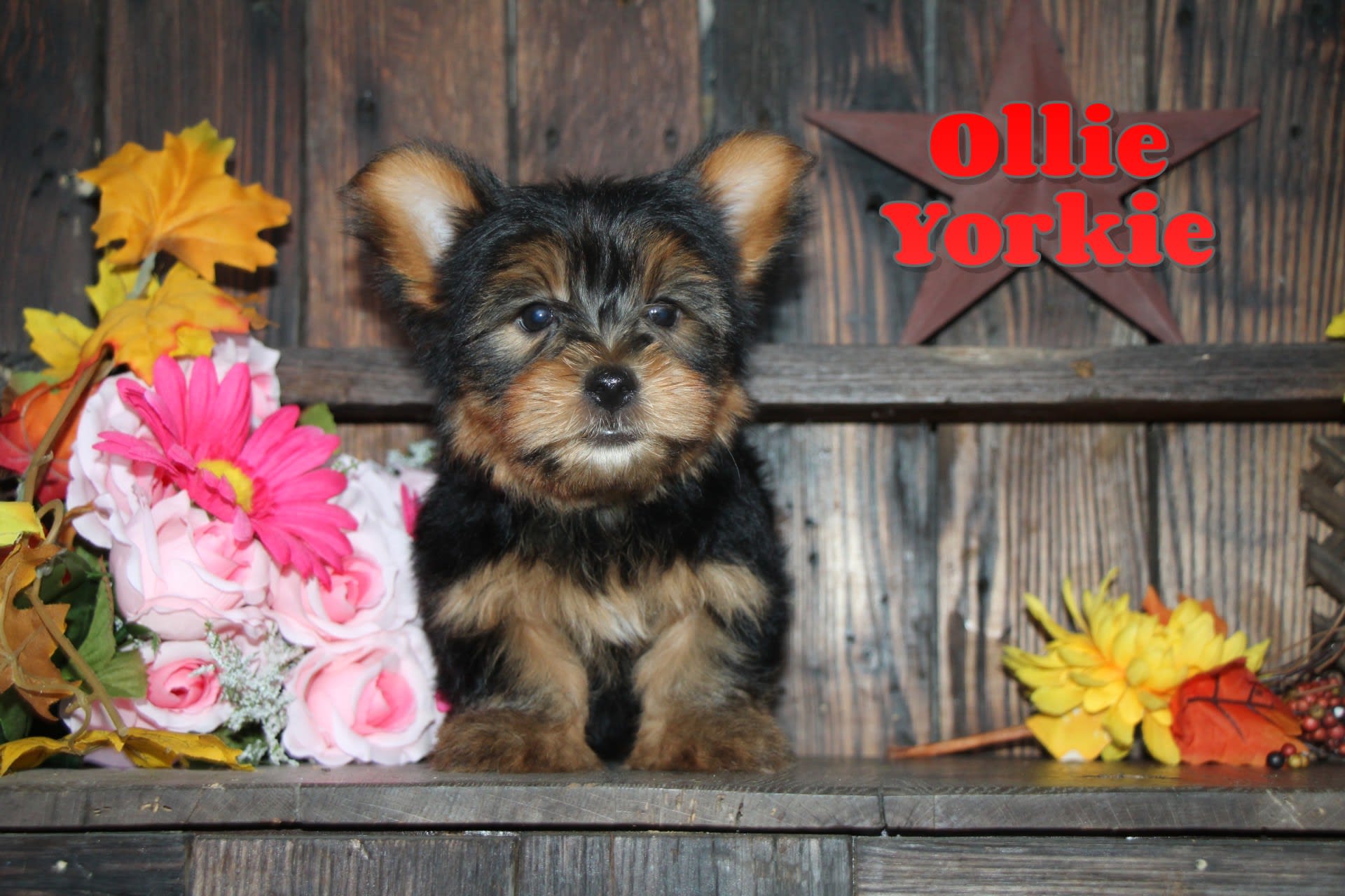 Ollie Yorkshire Terrier Puppy for Sale in North Canton, OH