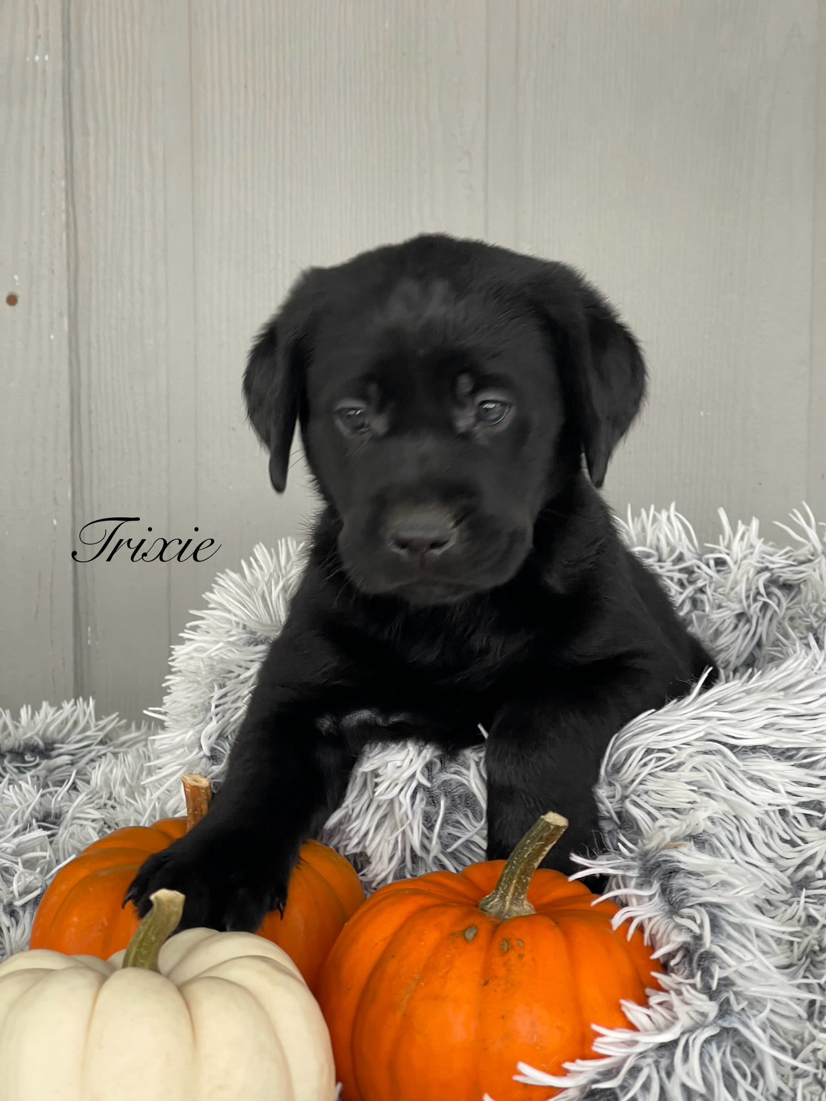 Trixie Labrador Retriever Puppy for Sale in Dundee, NY Lancaster