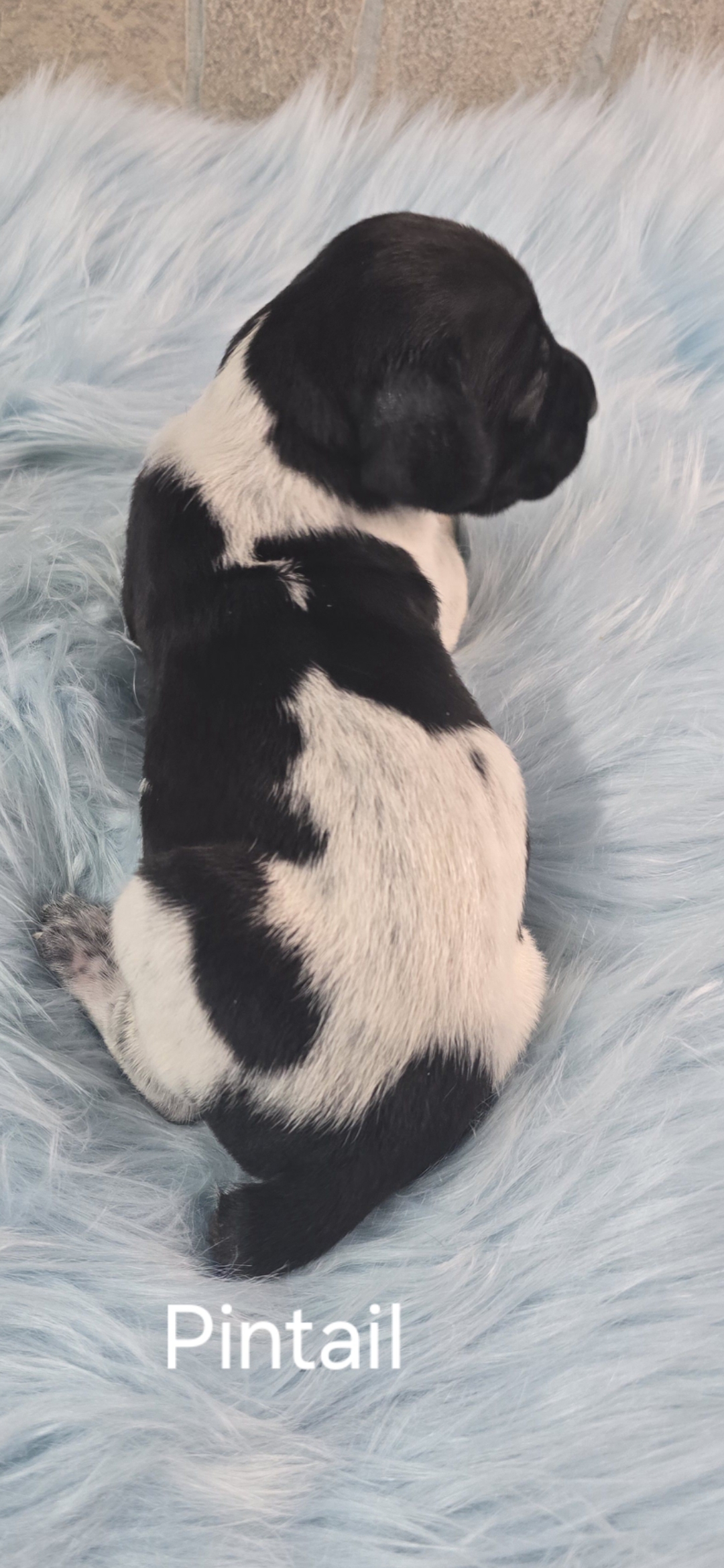 Pintail German Shorthaired Pointer Puppy for Sale in Manning, SC