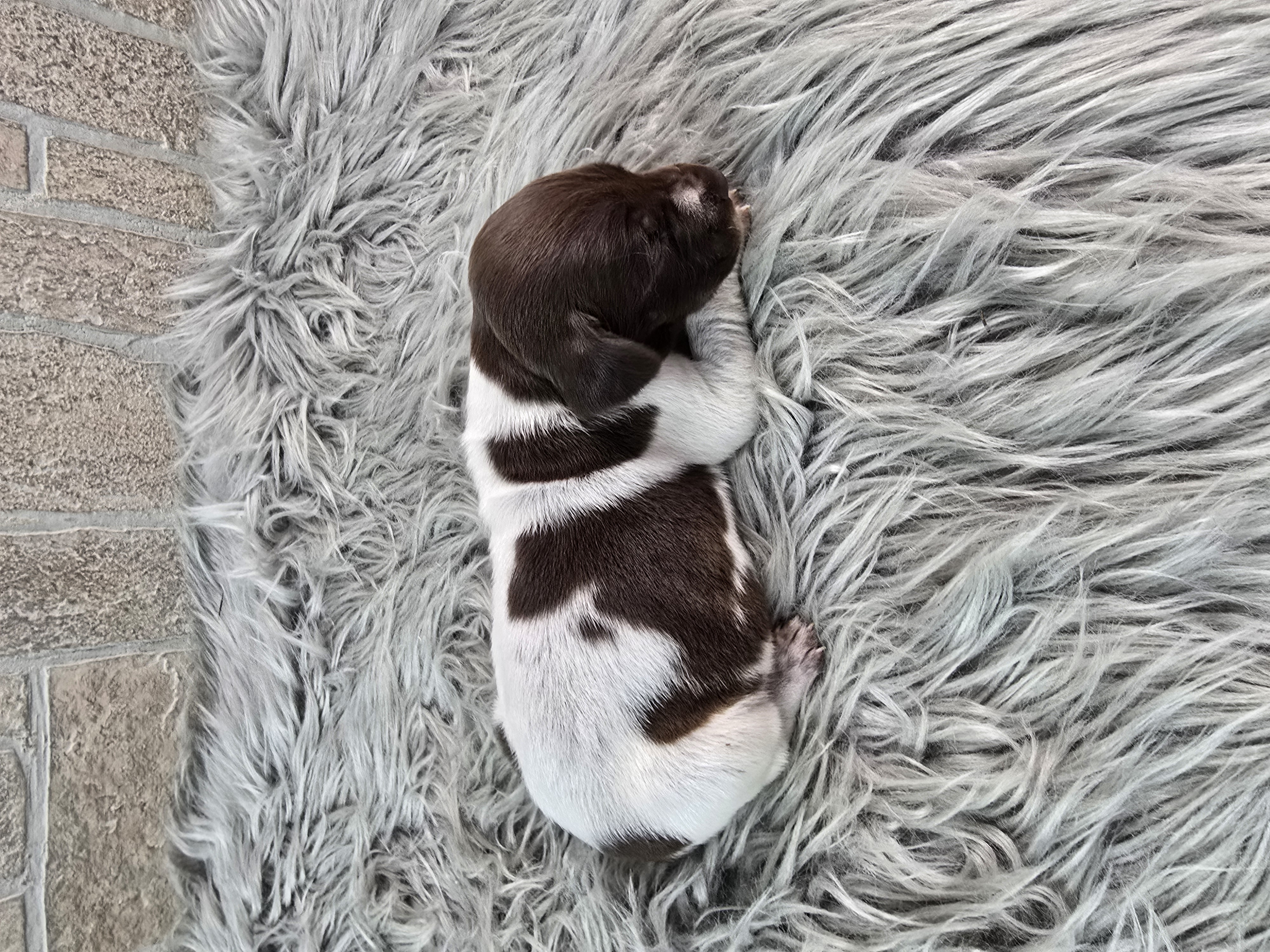 Mallard German Shorthaired Pointer Puppy for Sale in Manning, SC