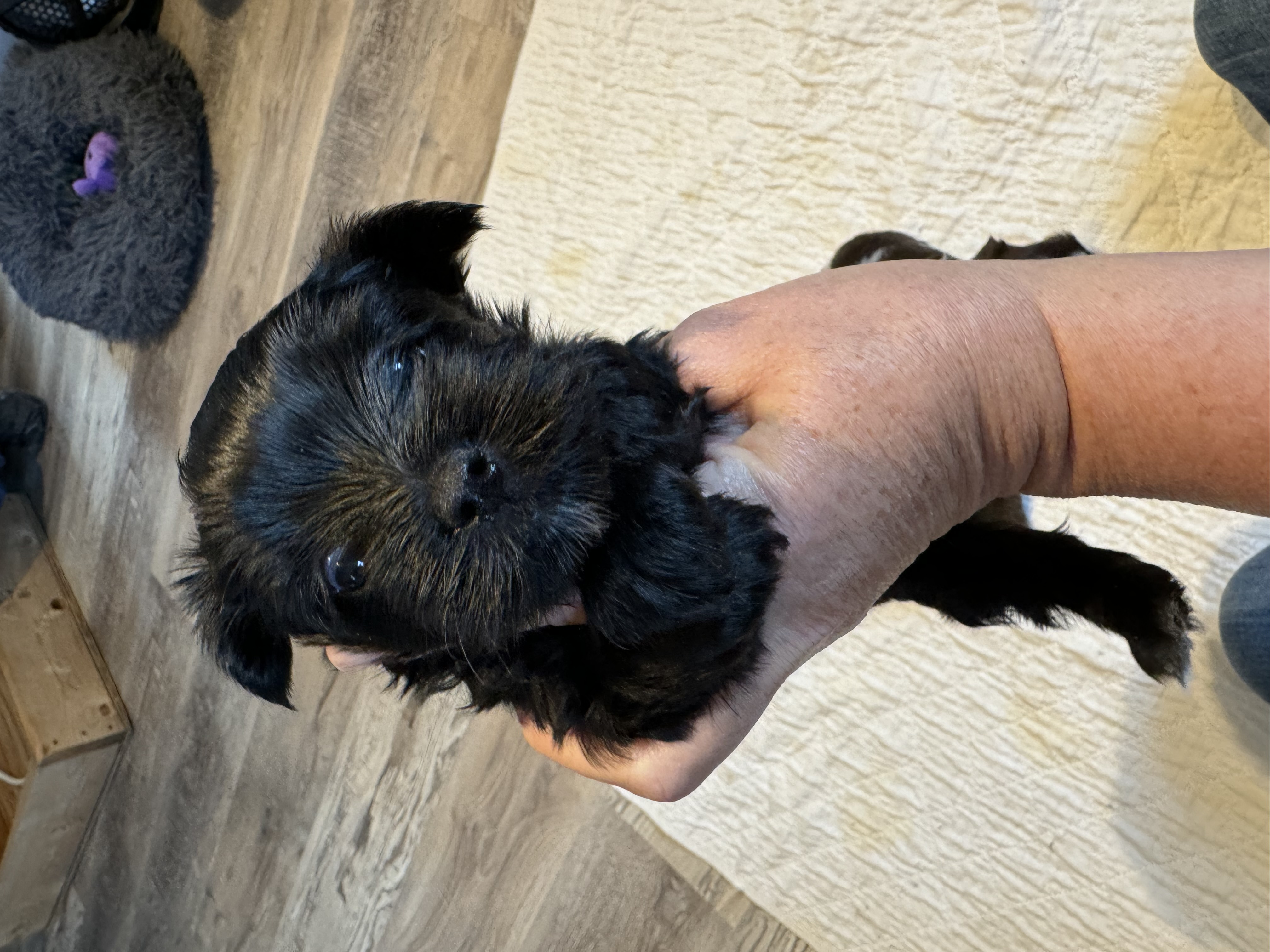Midnight Yorkshire Terrier Puppy for Sale in Cadet, MO Lancaster