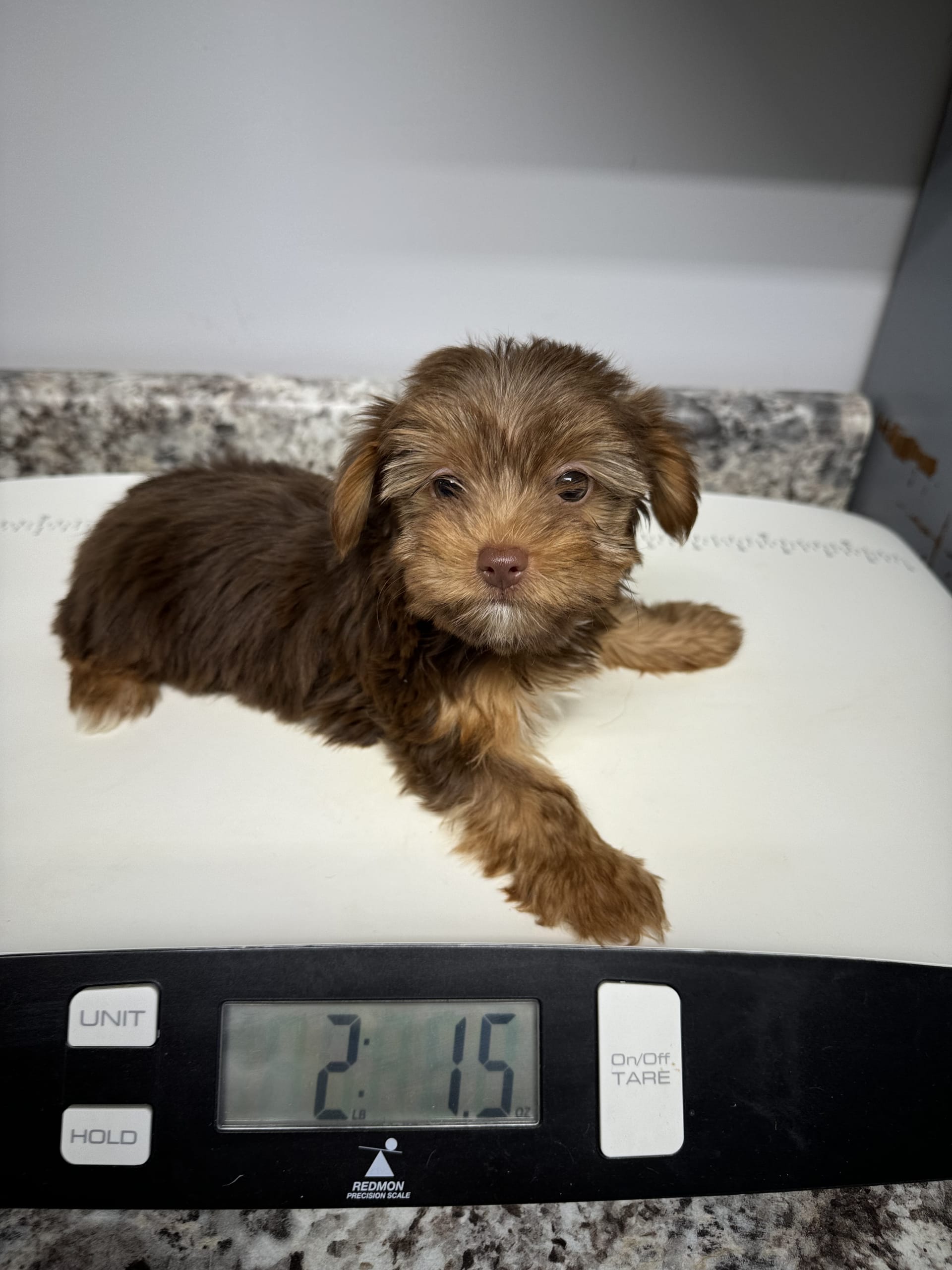 Cocoa Yorkshire Terrier Puppy for Sale in Cadet, MO Lancaster Puppies