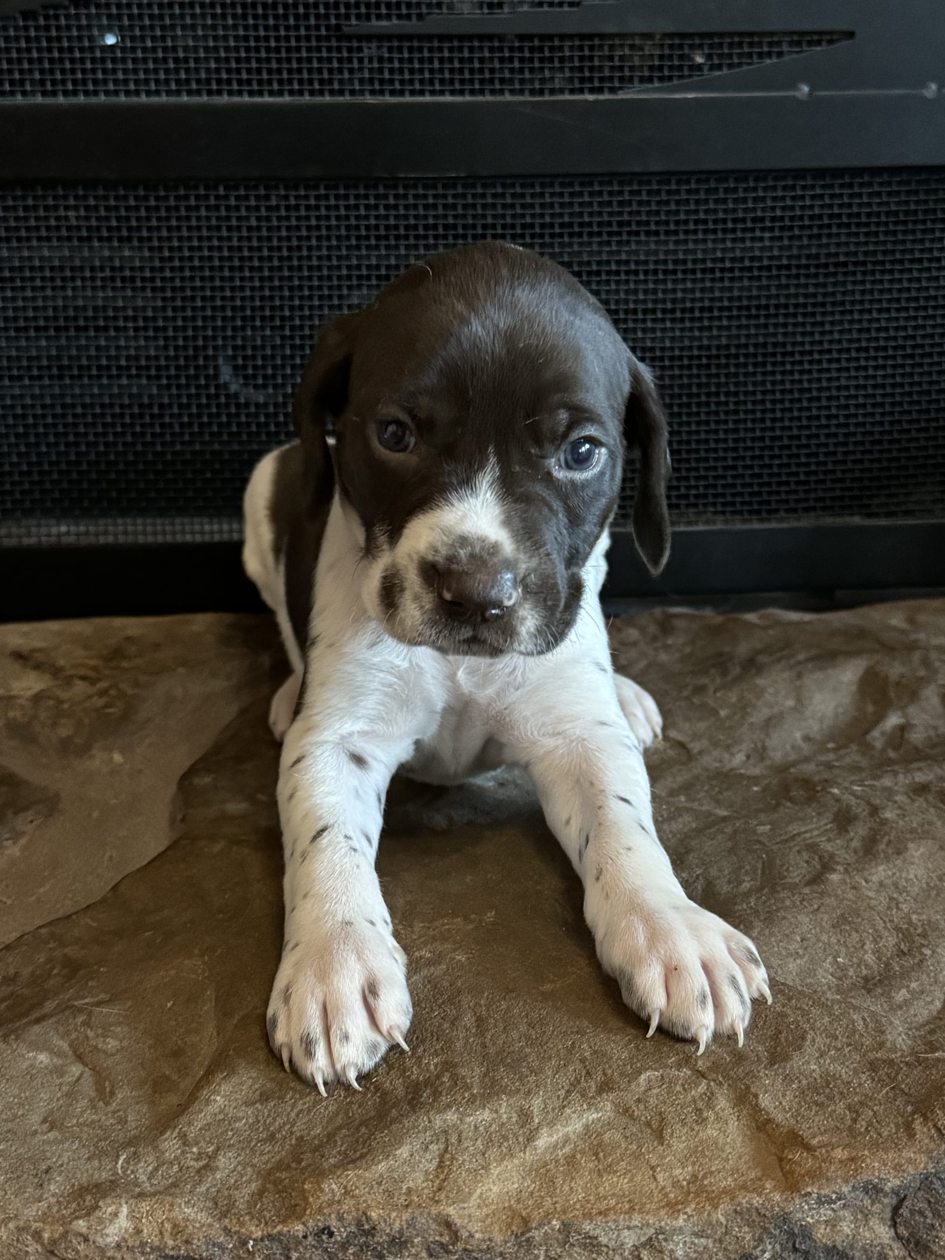 Light Blue German Shorthaired Pointer Puppy for Sale in Boonville, IN