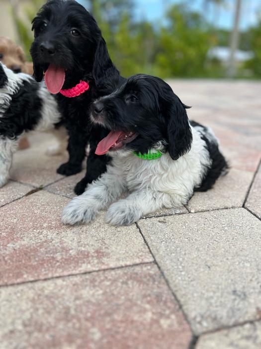 Charlie Goldendoodle Puppy for Sale in Cocoa, FL Lancaster Puppies