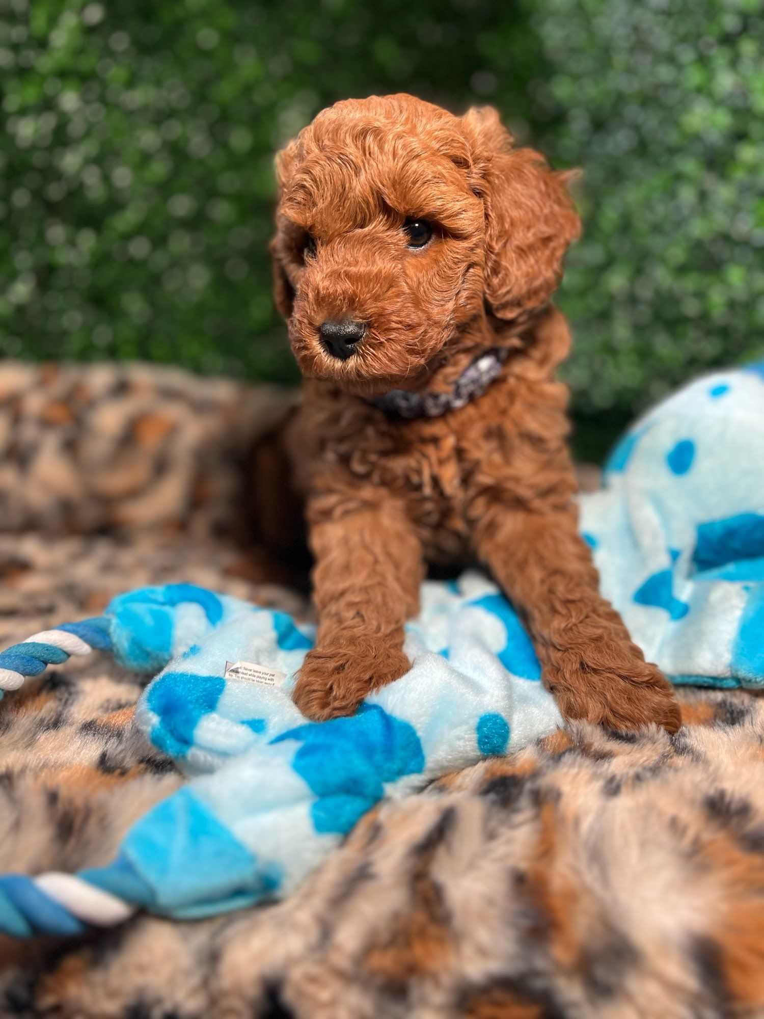 Lincoln Goldendoodle Puppy for Sale in Cocoa, FL Lancaster Puppies