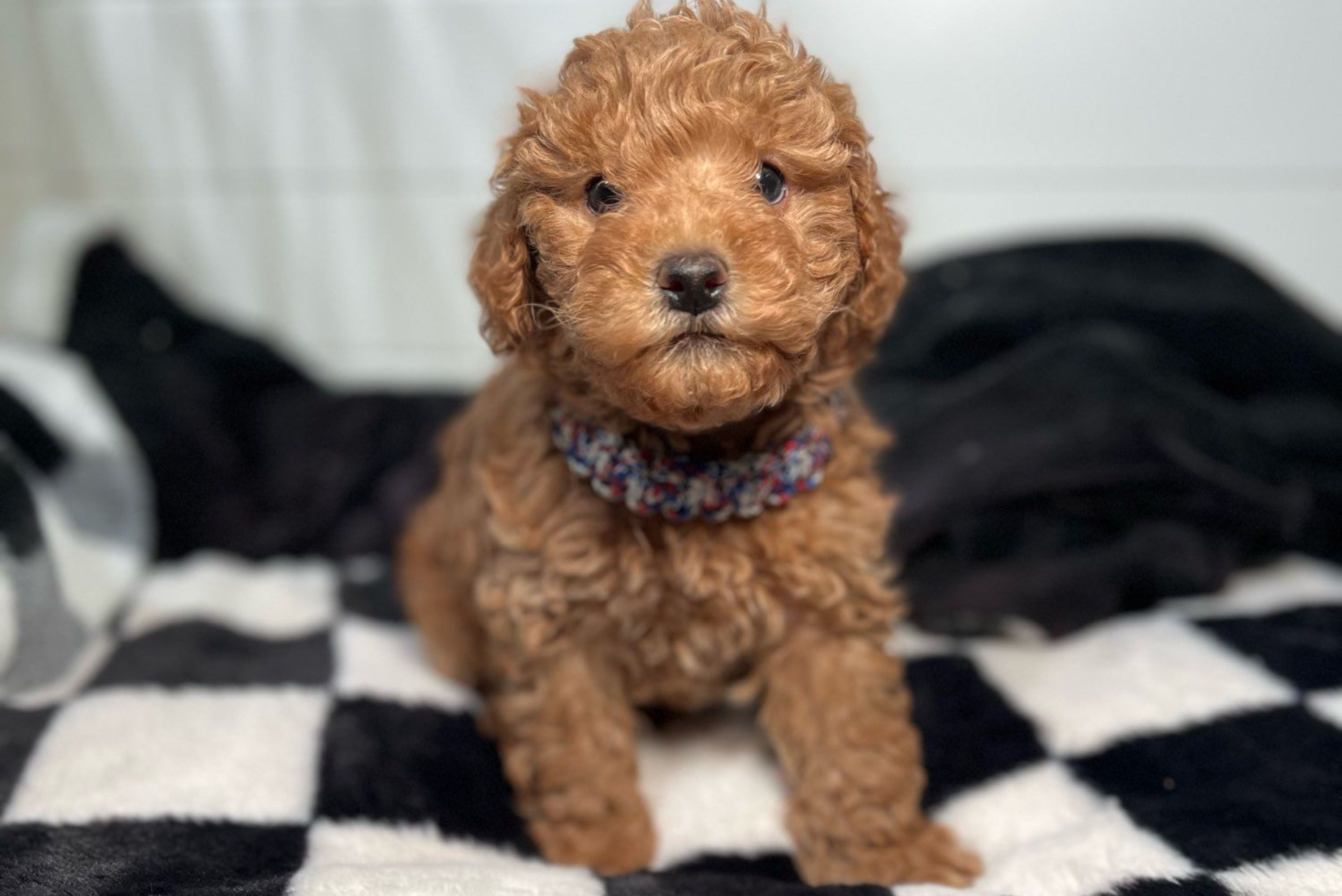 Colt Goldendoodle Puppy for Sale in Cocoa, FL Lancaster Puppies