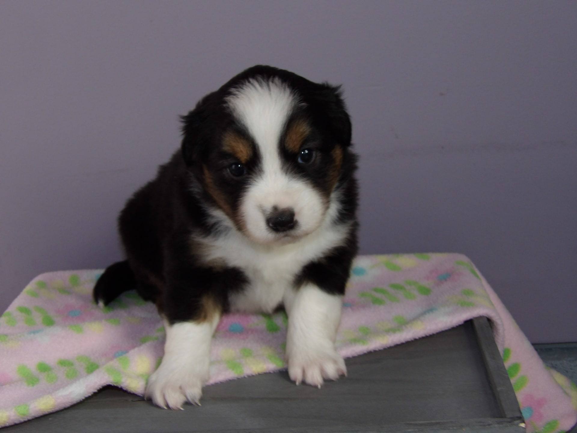 Rita Miniature Australian Shepherd Puppy for Sale in Mercersburg, PA