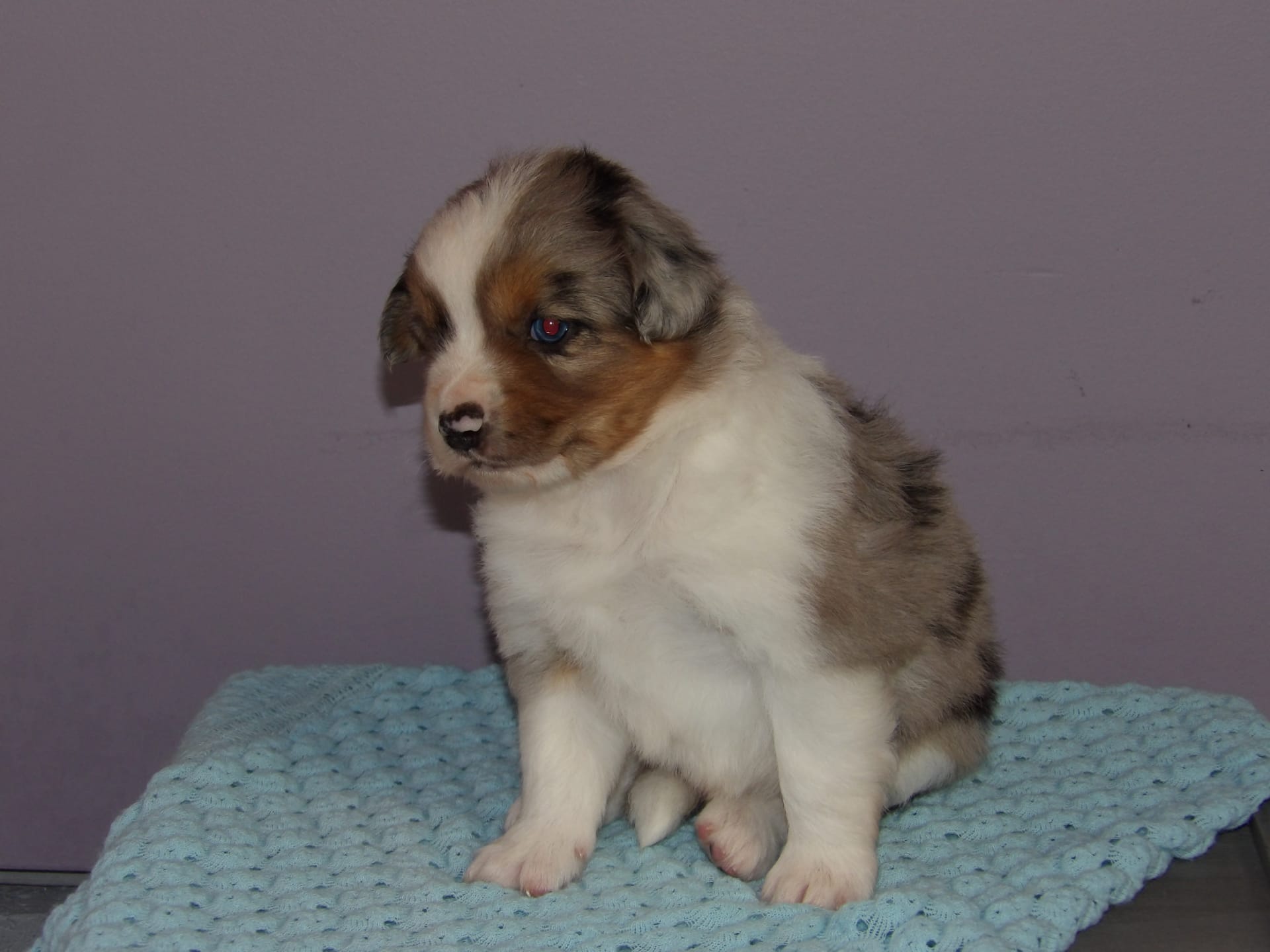 Ruslin Miniature Australian Shepherd Puppy for Sale in Mercersburg