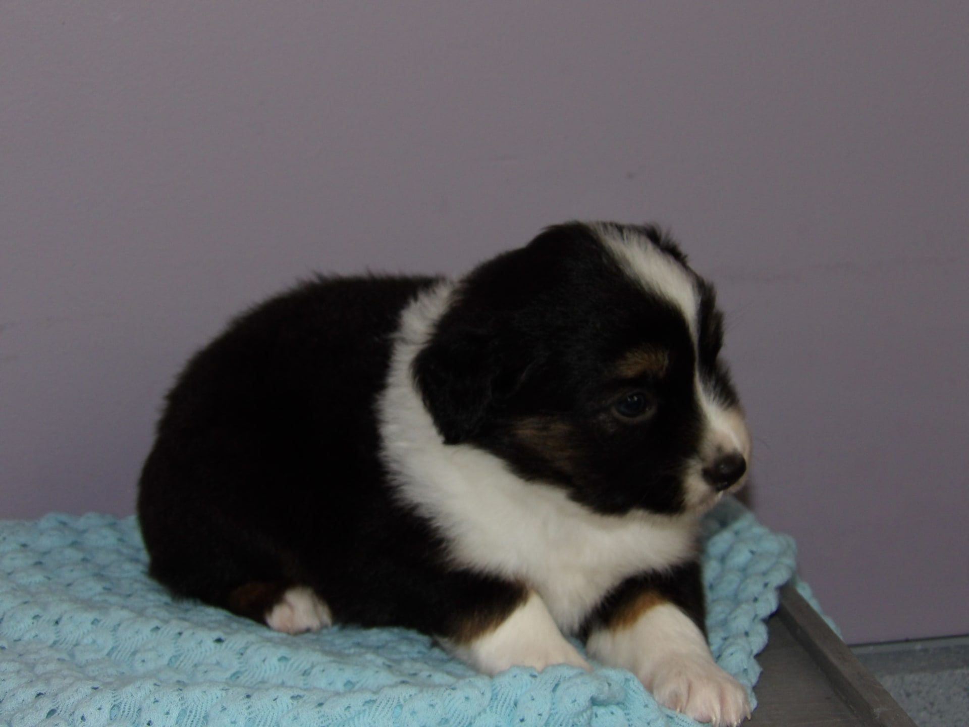 Ronnie Miniature Australian Shepherd Puppy for Sale in Mercersburg