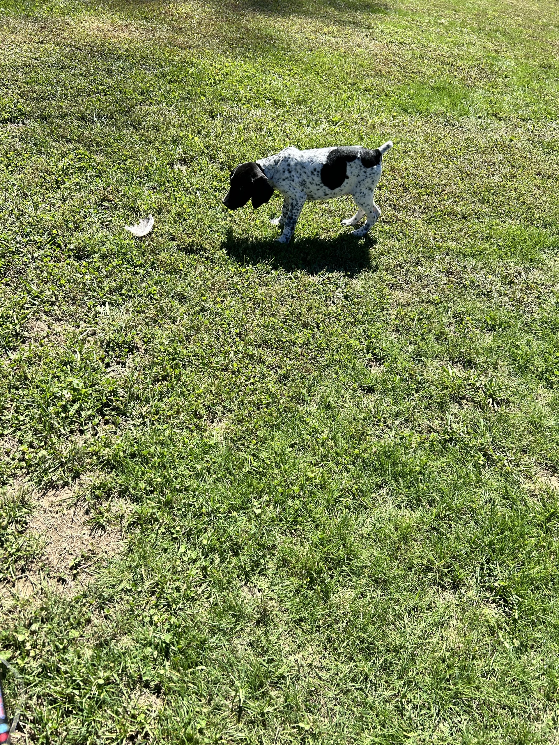 Rosie German Shorthaired Pointer Puppy for Sale in Krypton, KY