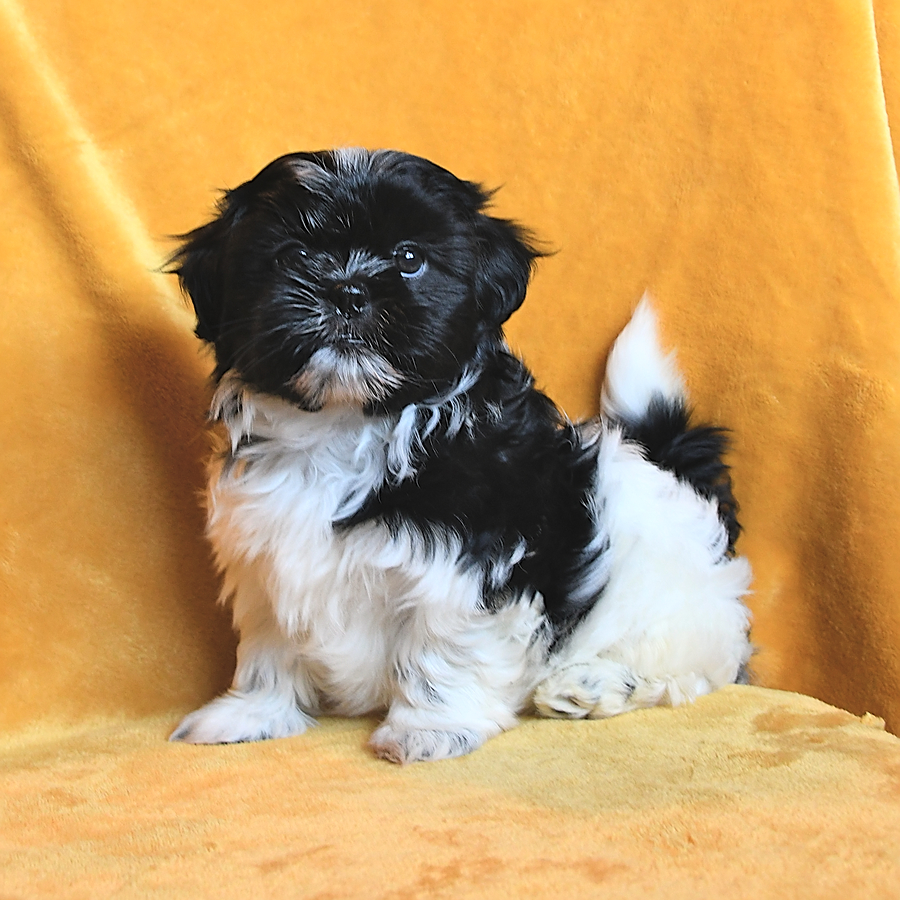 Annie Shih Tzu Puppy for Sale in Allenwood, PA Lancaster Puppies