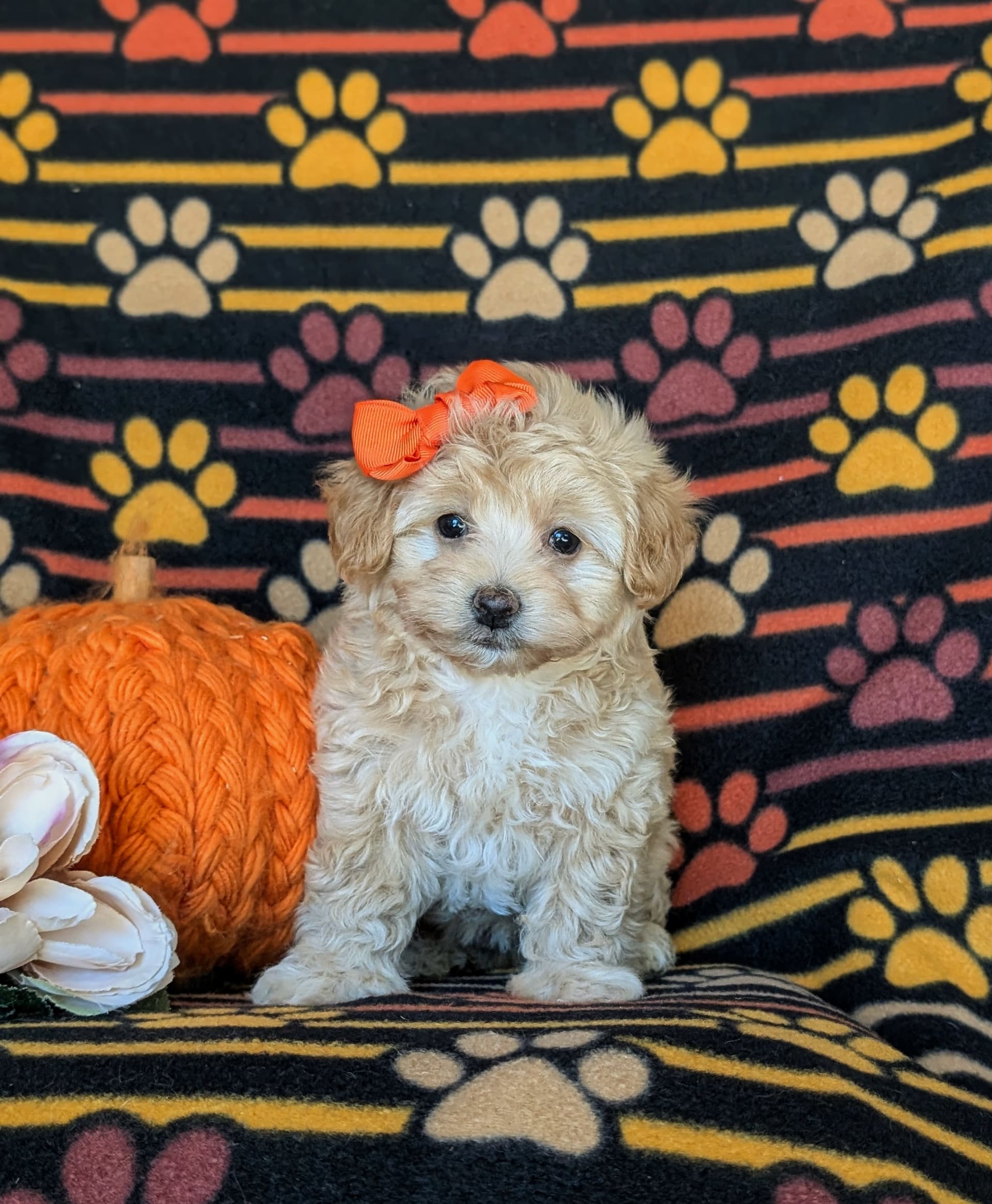 Sasha Toy Size Maltipoo Puppy for Sale in Leola, PA Lancaster Puppies