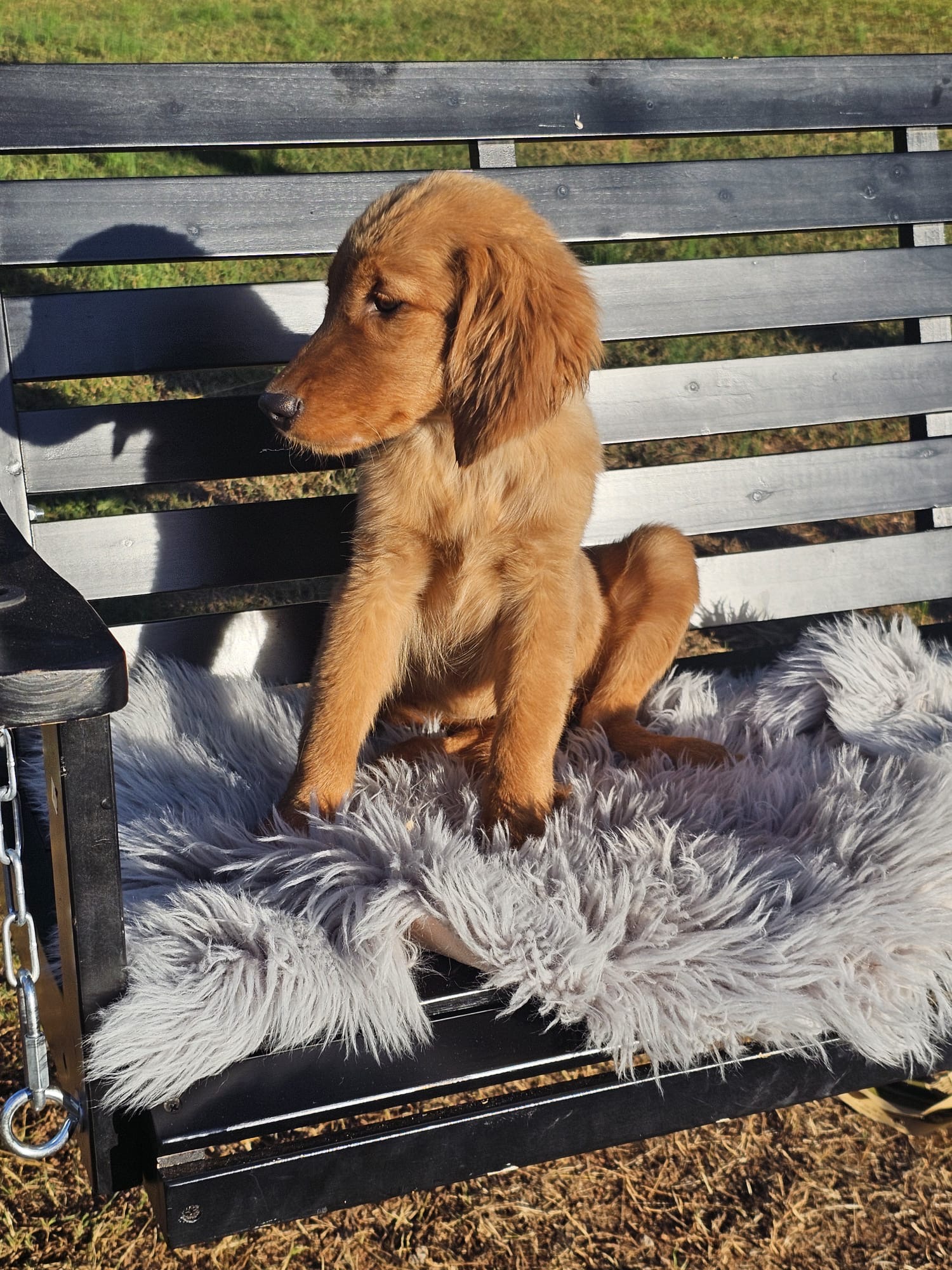 Akc Stormy Golden Retriever Puppy for Sale in Charleston, SC