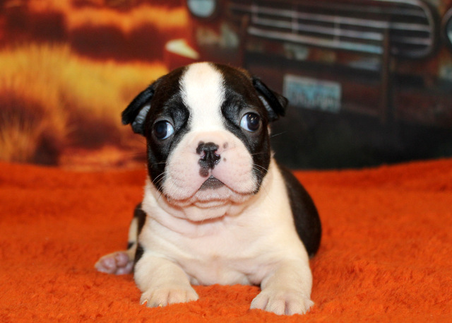 Dreampet Kennel Lancaster Puppies