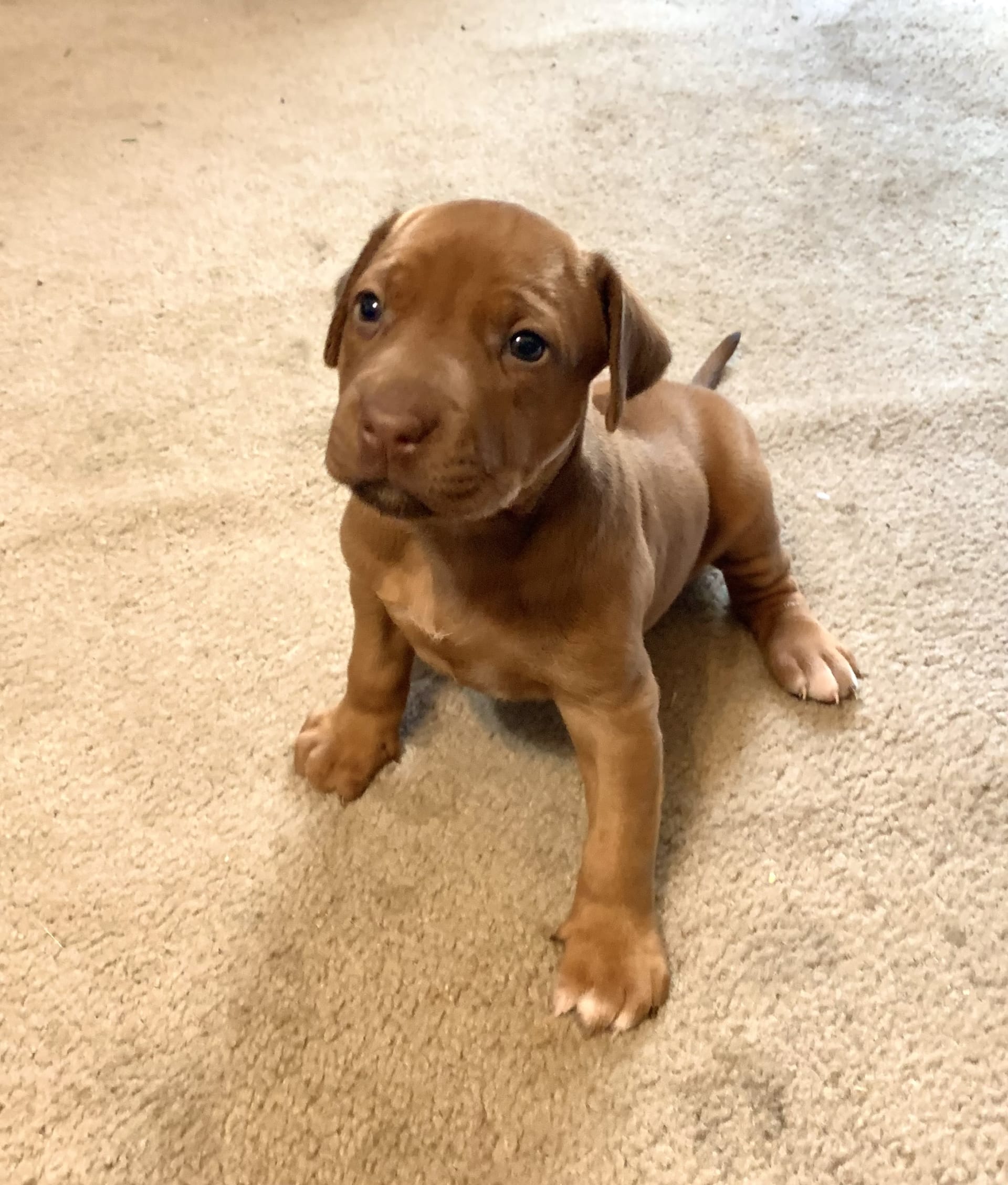 Pipers Girl Rhodesian Ridgeback Puppy for Sale in Palestine, TX