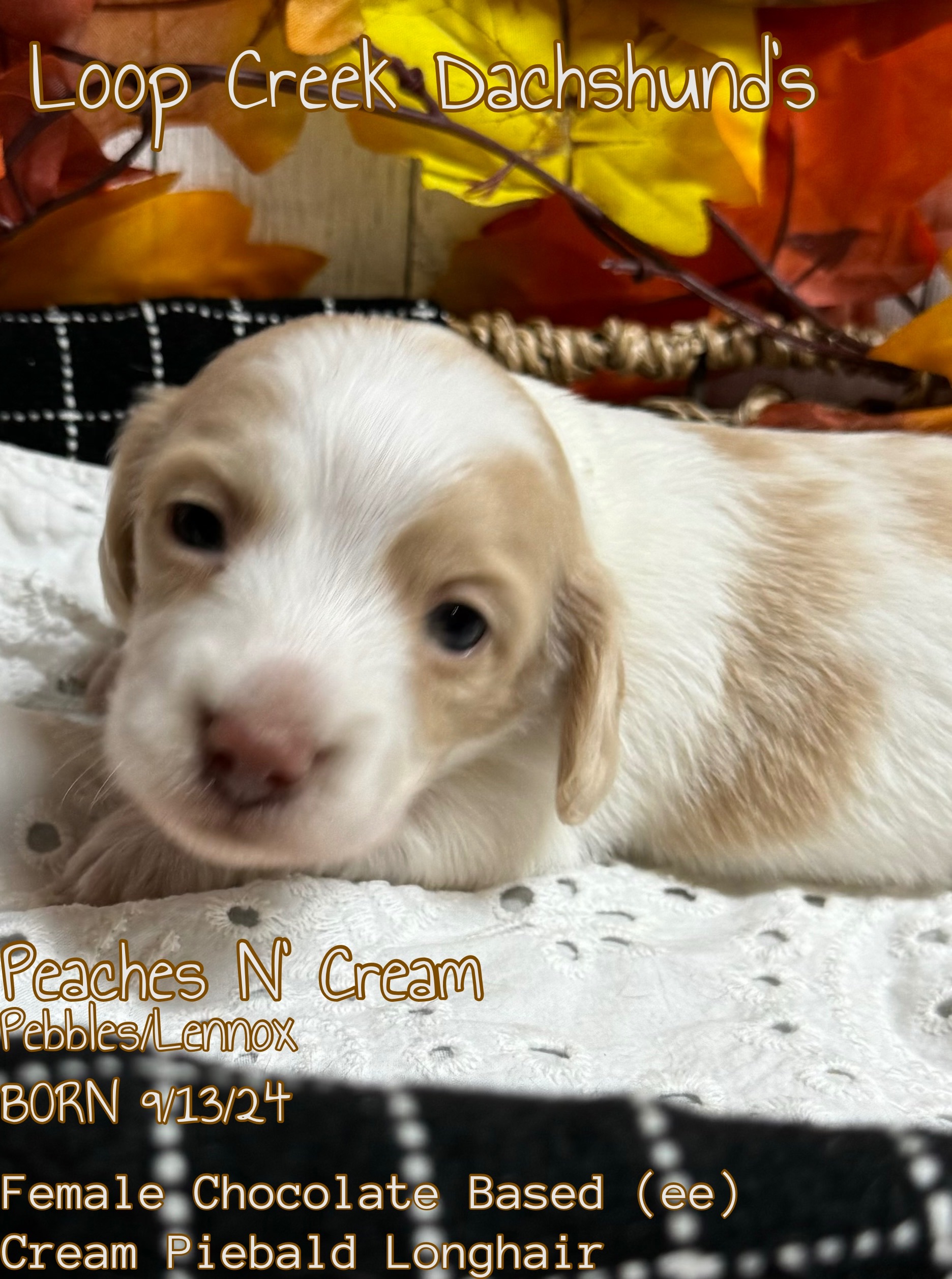 Peaches N Cream Dachshund Puppy for Sale in Fayetteville, WV