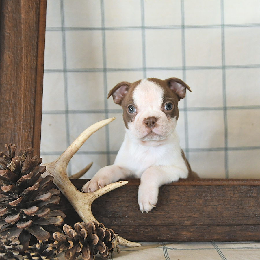 Luca Boston Terrier Puppy for Sale in Culver, IN Lancaster Puppies