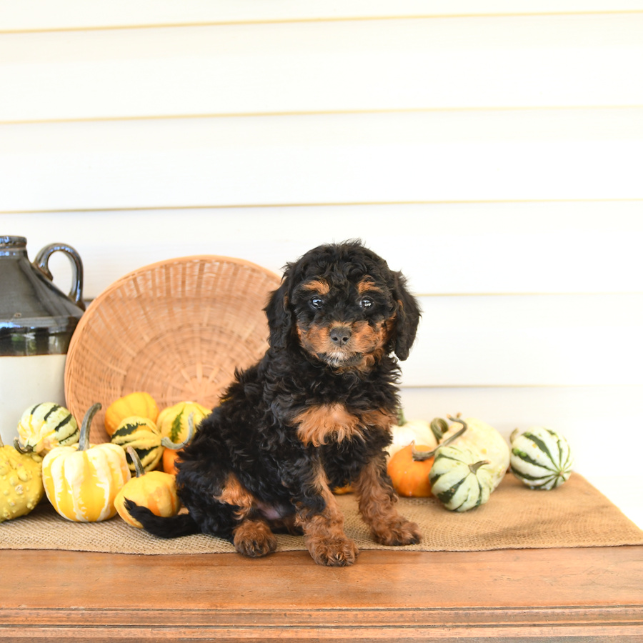 Muffin Miniature Poodle Puppy for Sale in Newburg, PA Lancaster Puppies