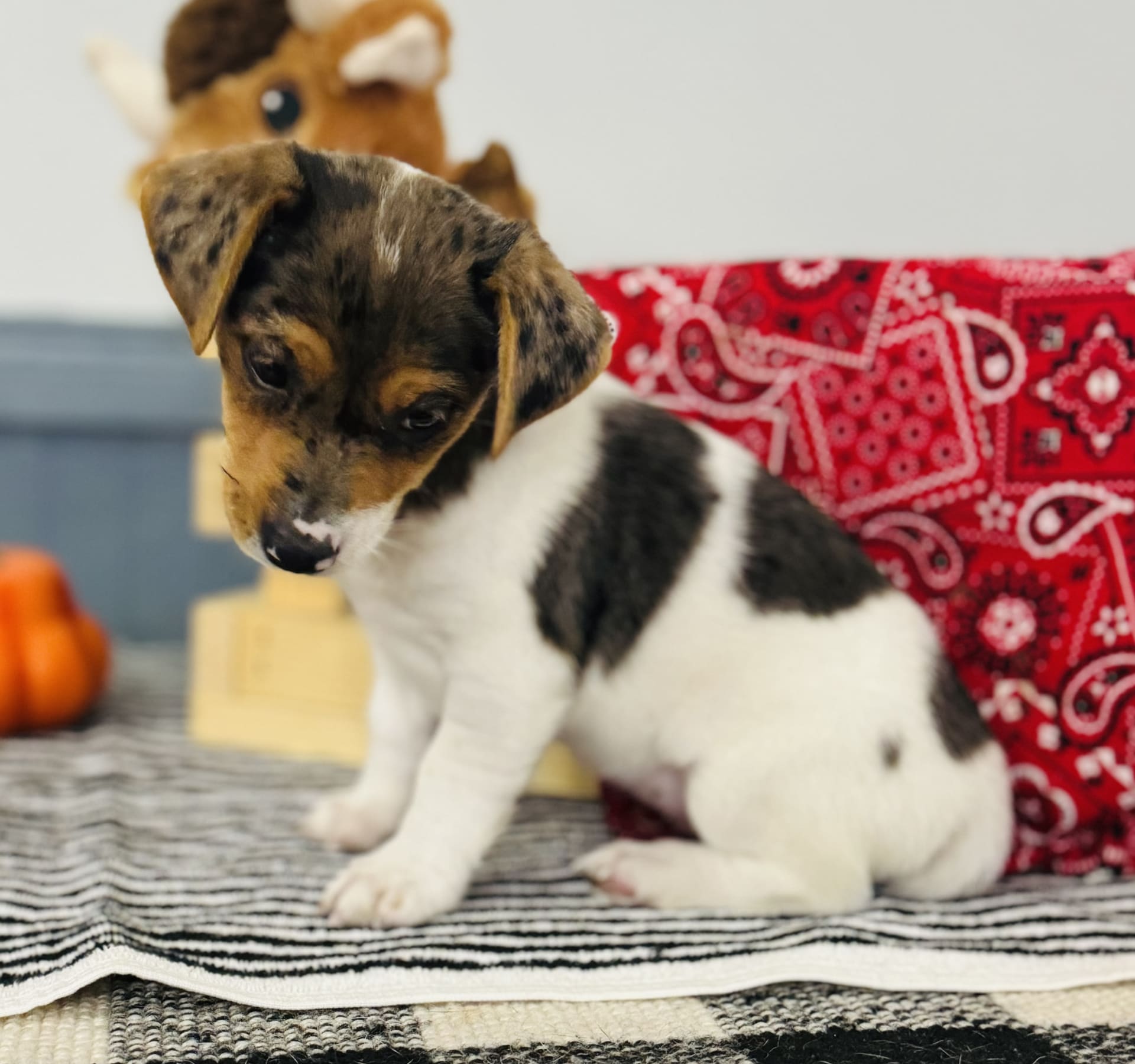 Merle jack russell hot sale
