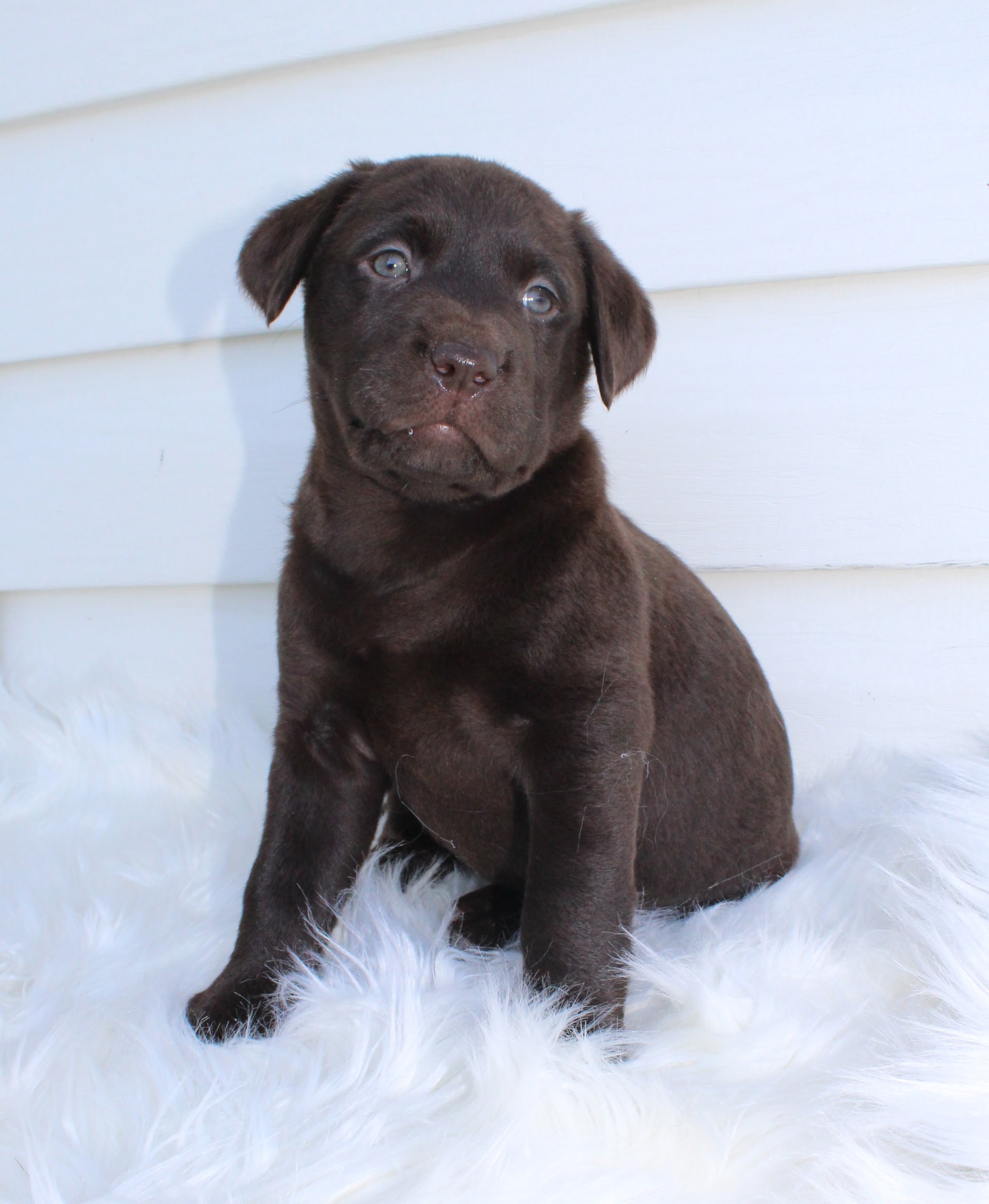 Registered lab puppies sales