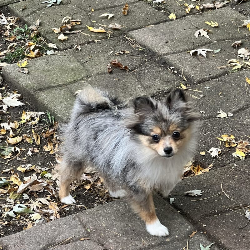 Blue kdss merle pomeranian breeders