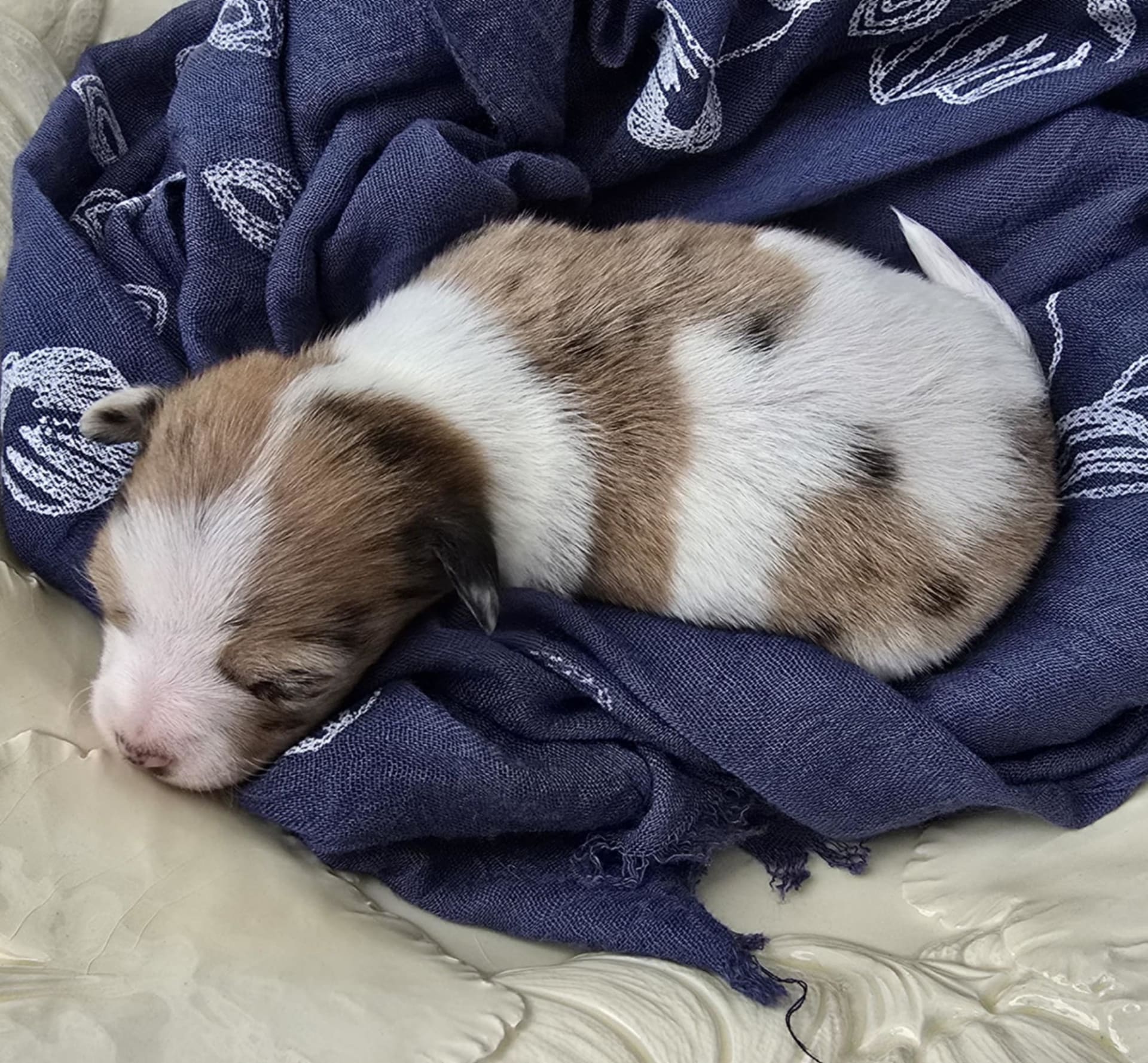 Cookie Dough Ice Cream Chihuahua Puppy for Sale in Cassville, PA