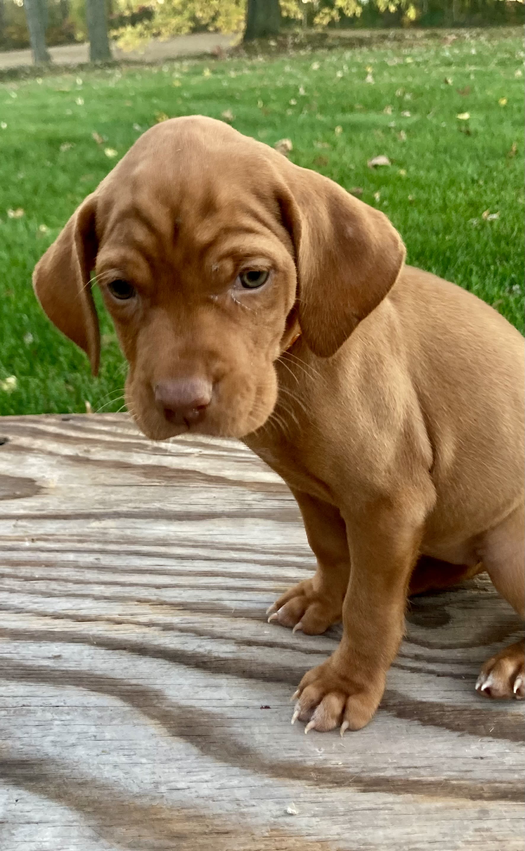 Red Vizsla Puppy for Sale in MANHEIM, PA Lancaster Puppies