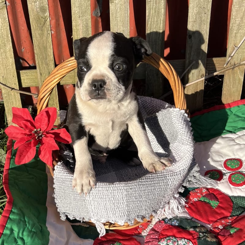 Bimbo Boston Terrier Puppy for Sale in Springs, PA Lancaster Puppies