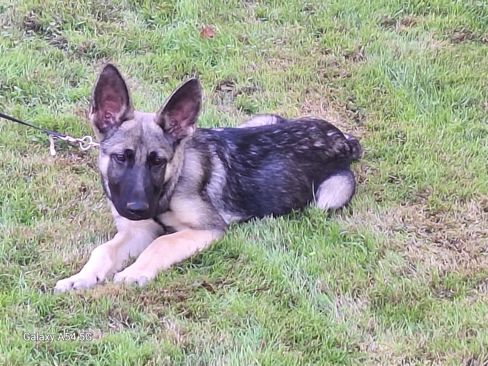 Asia In Training German Shepherd Puppy for Sale in BADEN PA Lancaster Puppies
