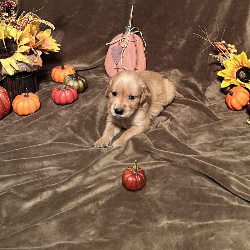 Quinn Golden Retriever Puppy for Sale in Winchester, IN Lancaster