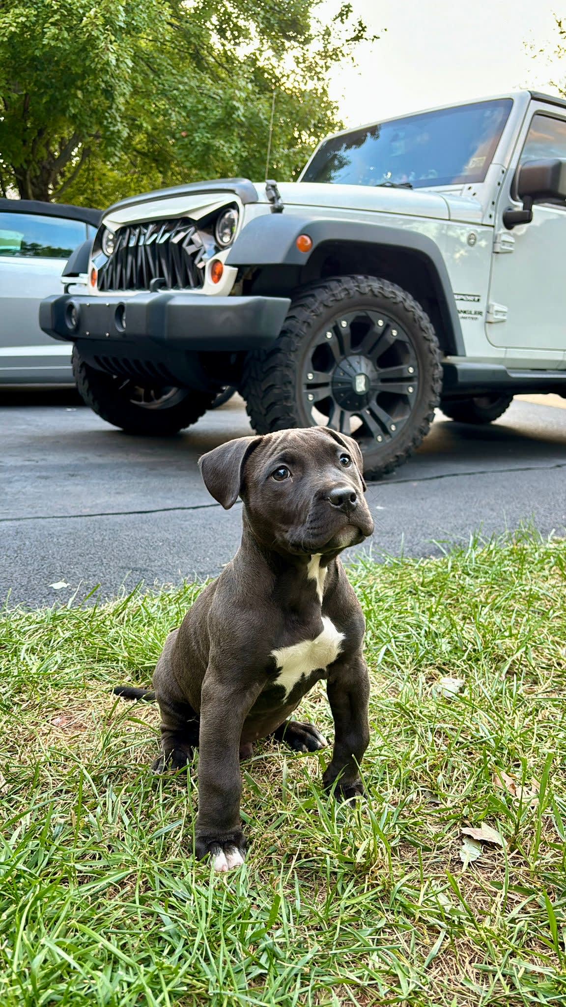 Jeep pitbull puppies hot sale