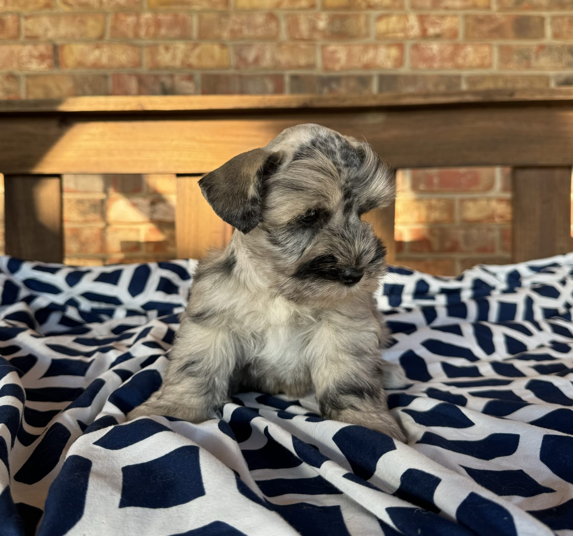 Hollywoods Silver Merle Miniature Schnauzer Puppy for Sale in Stonewall OK Lancaster Puppies