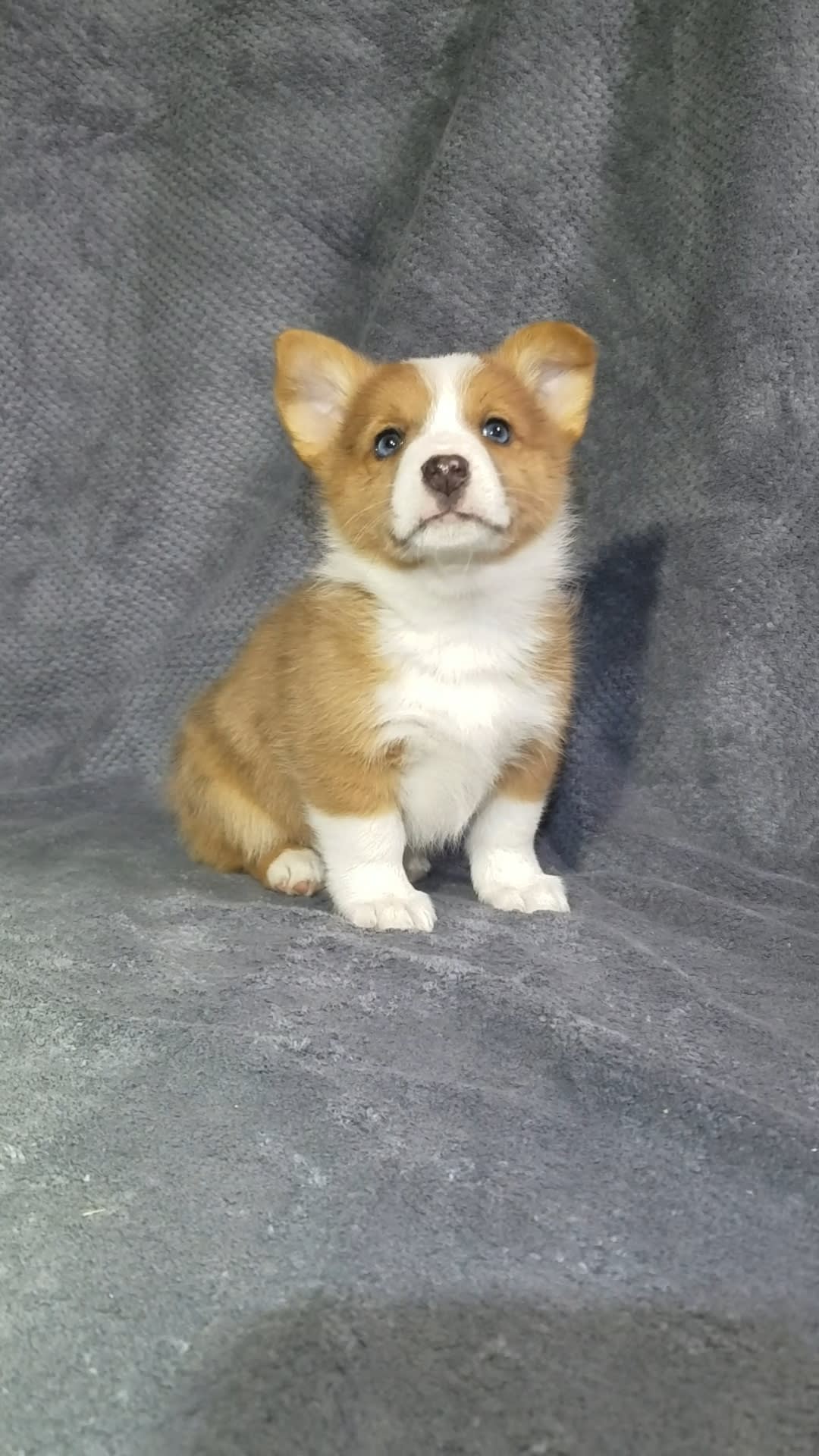 Trevor Welsh (Pembroke) and Miniature Australian Shepherd Hybrid Puppy for Sale in