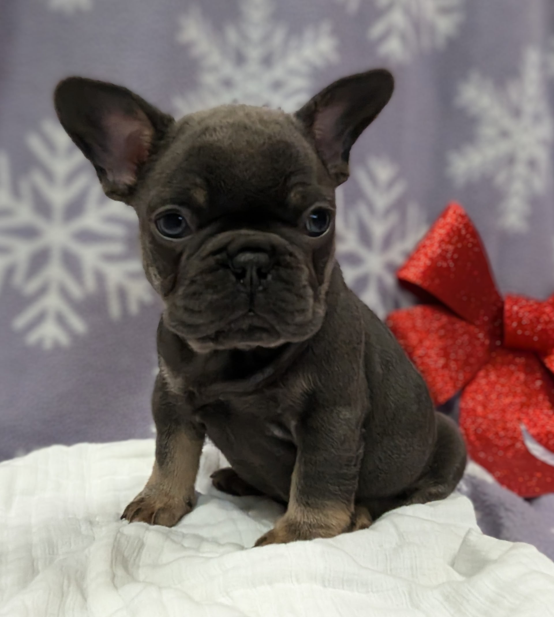 Brody French Bulldog Puppy for Sale in Winesburg, OH Lancaster Puppies