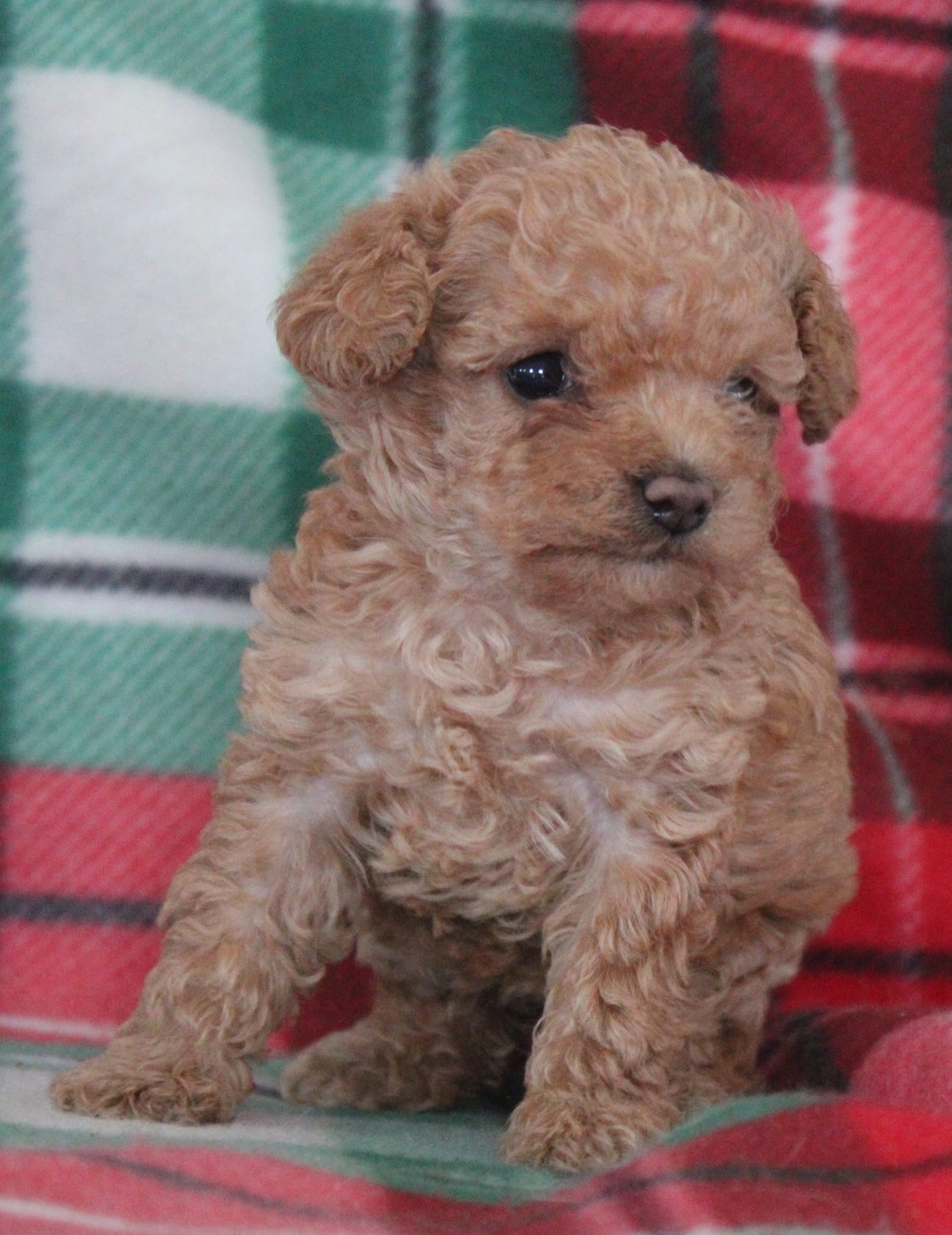 Free Puppies Hagerstown Md - 4xuzwre