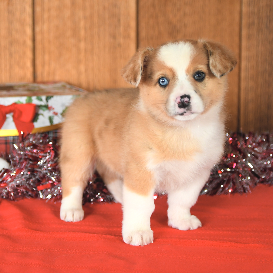 Lucky Miniature Australian Shepherd and Welsh Corgi Pembroke Hybrid Puppy for Sale in Newburg PA Lancaster Puppies