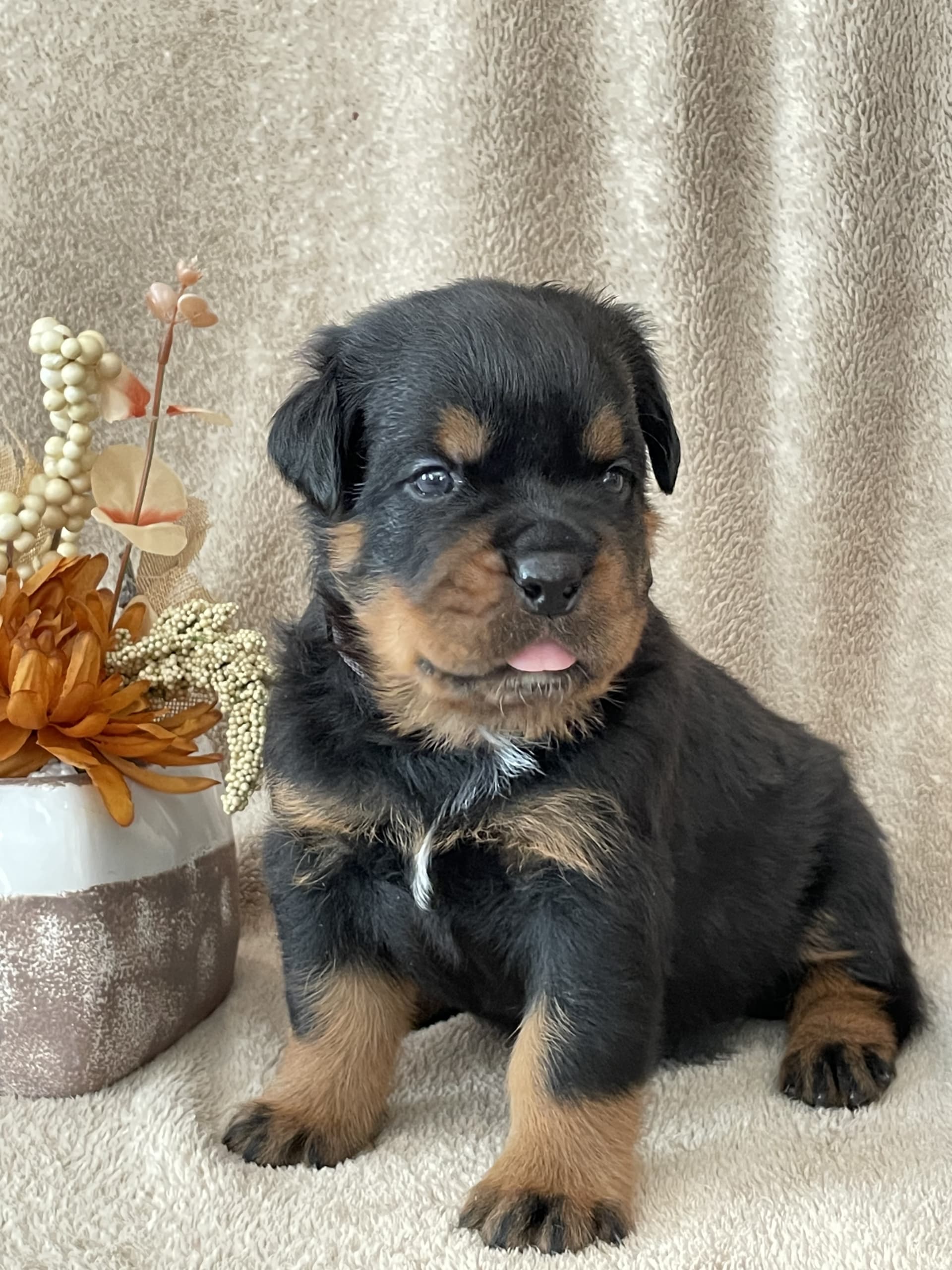 Mr Brown Rottweiler Puppy for Sale in Mohnton PA Lancaster Puppies