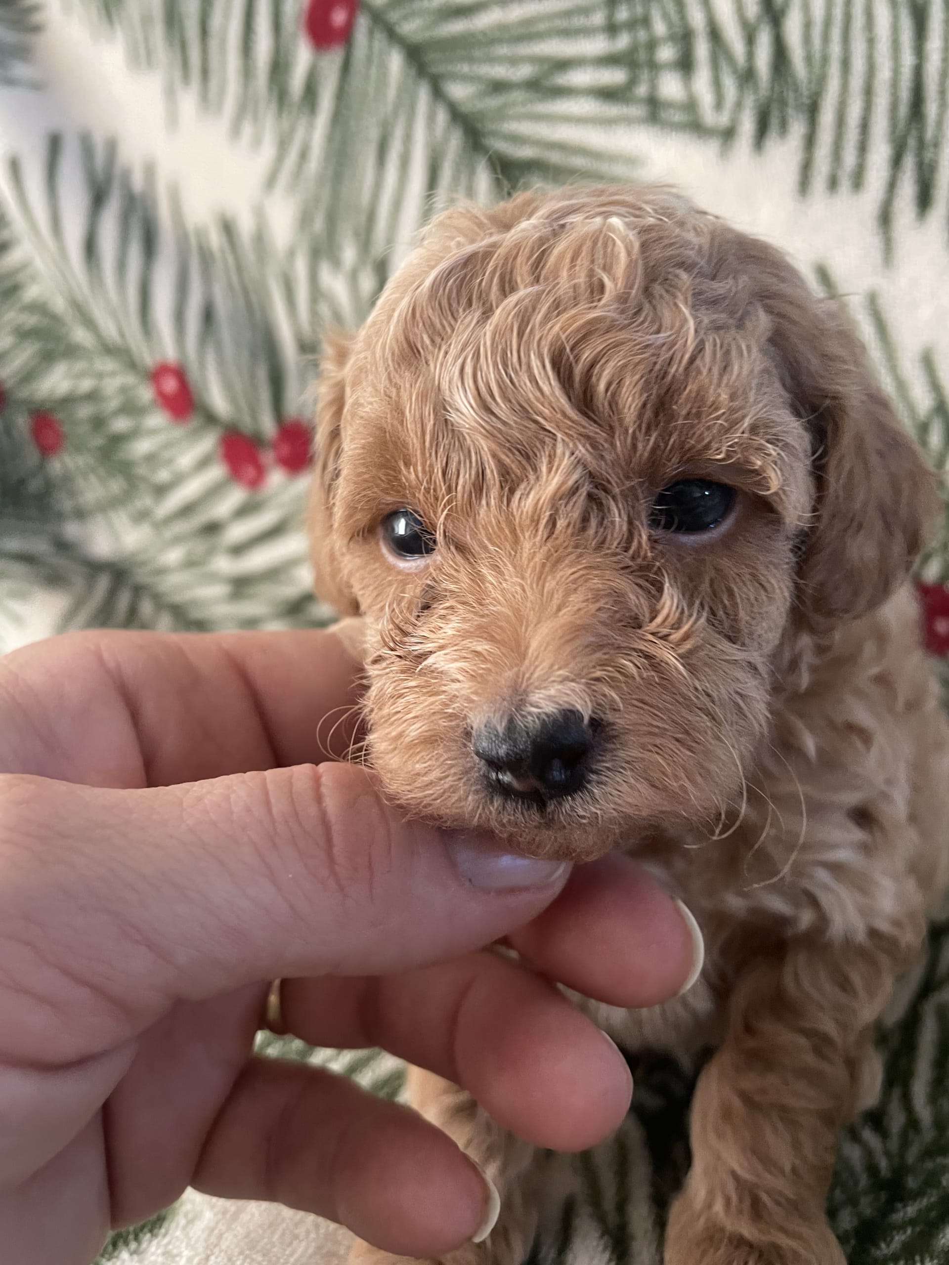 4 week old toy poodle sales