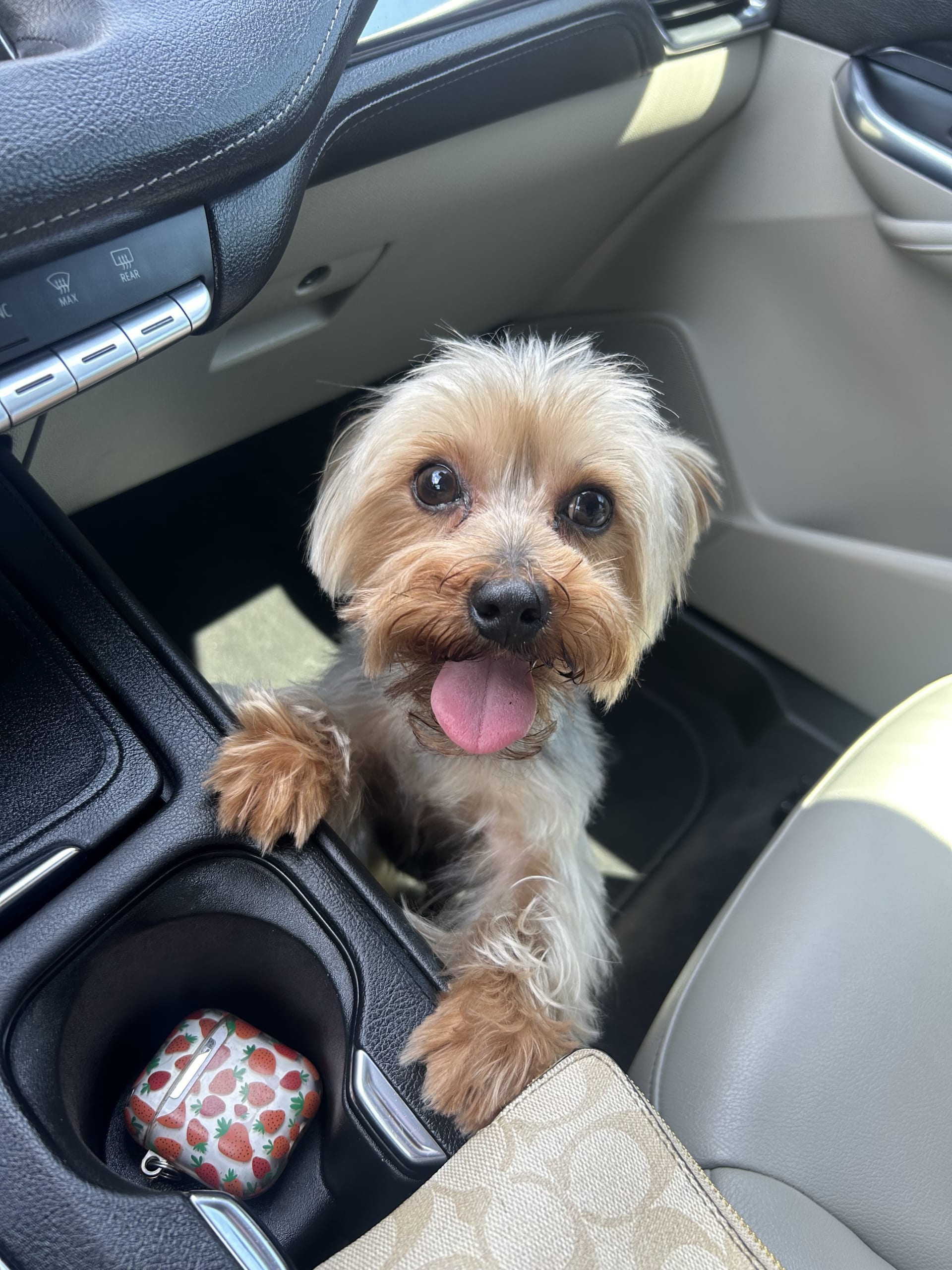 Yorkie Puppy Rear Car Seat Cover Yorkie Puppy Rear Car Seat Cover