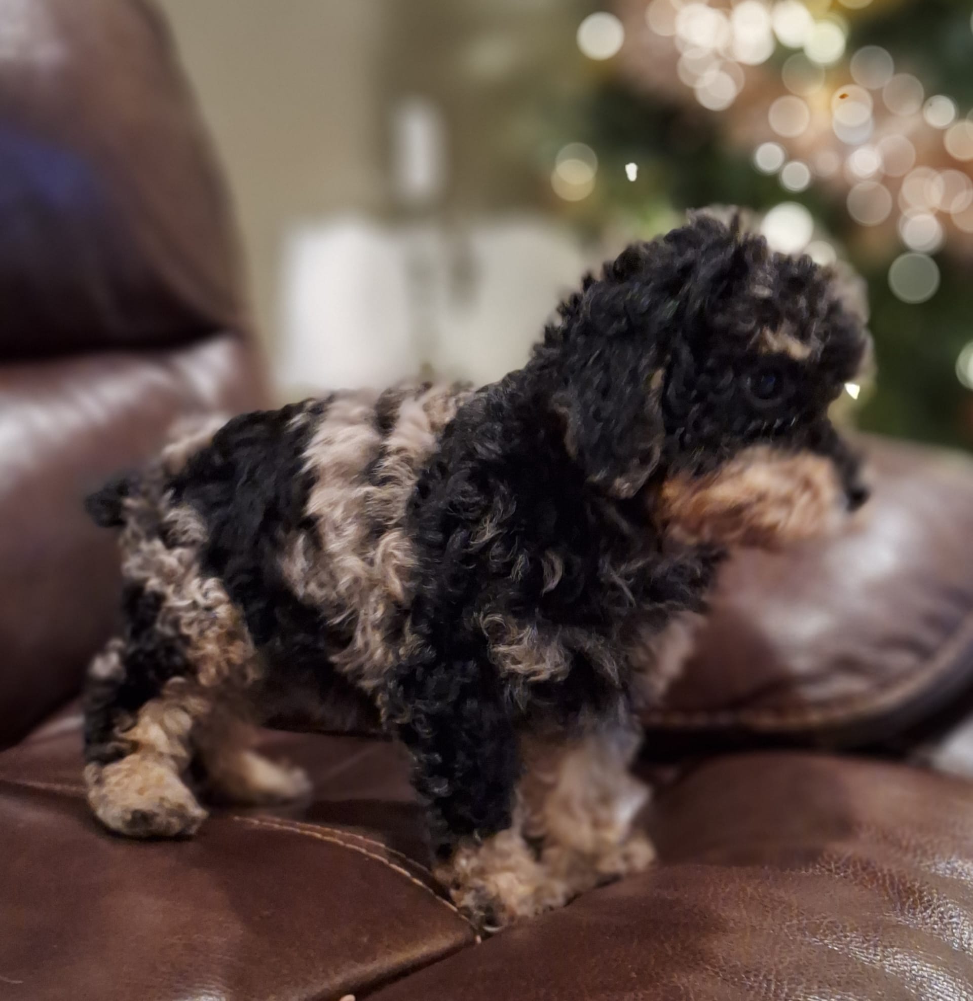Phantom teacup poodle hot sale