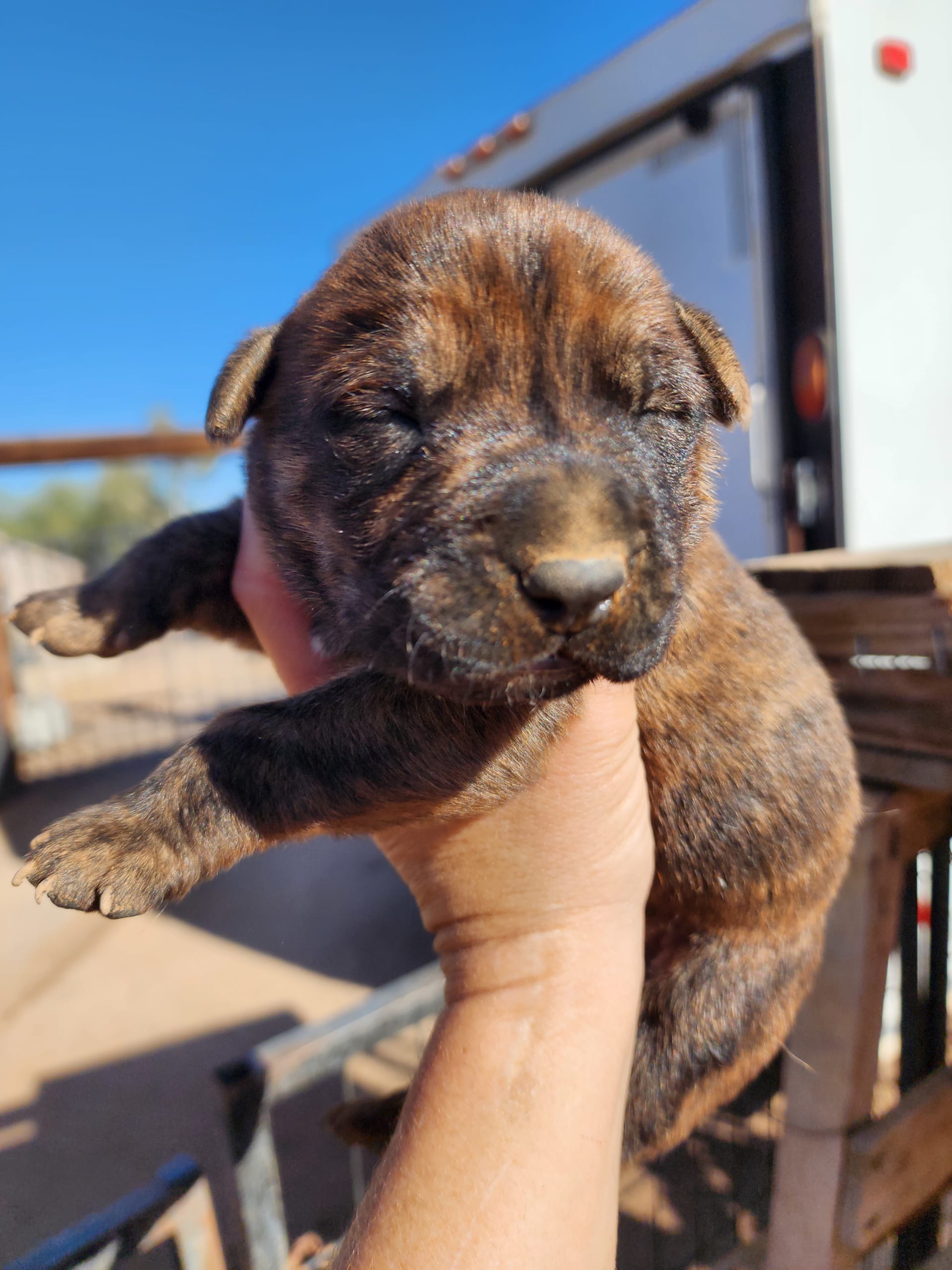malinois cur mix