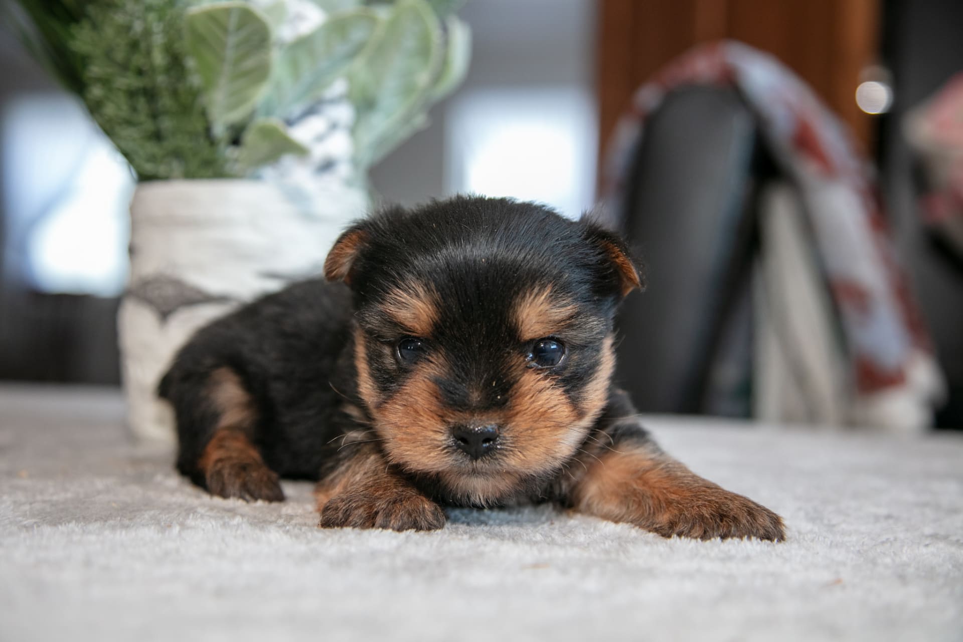 yorkie puppies yorkie show coat