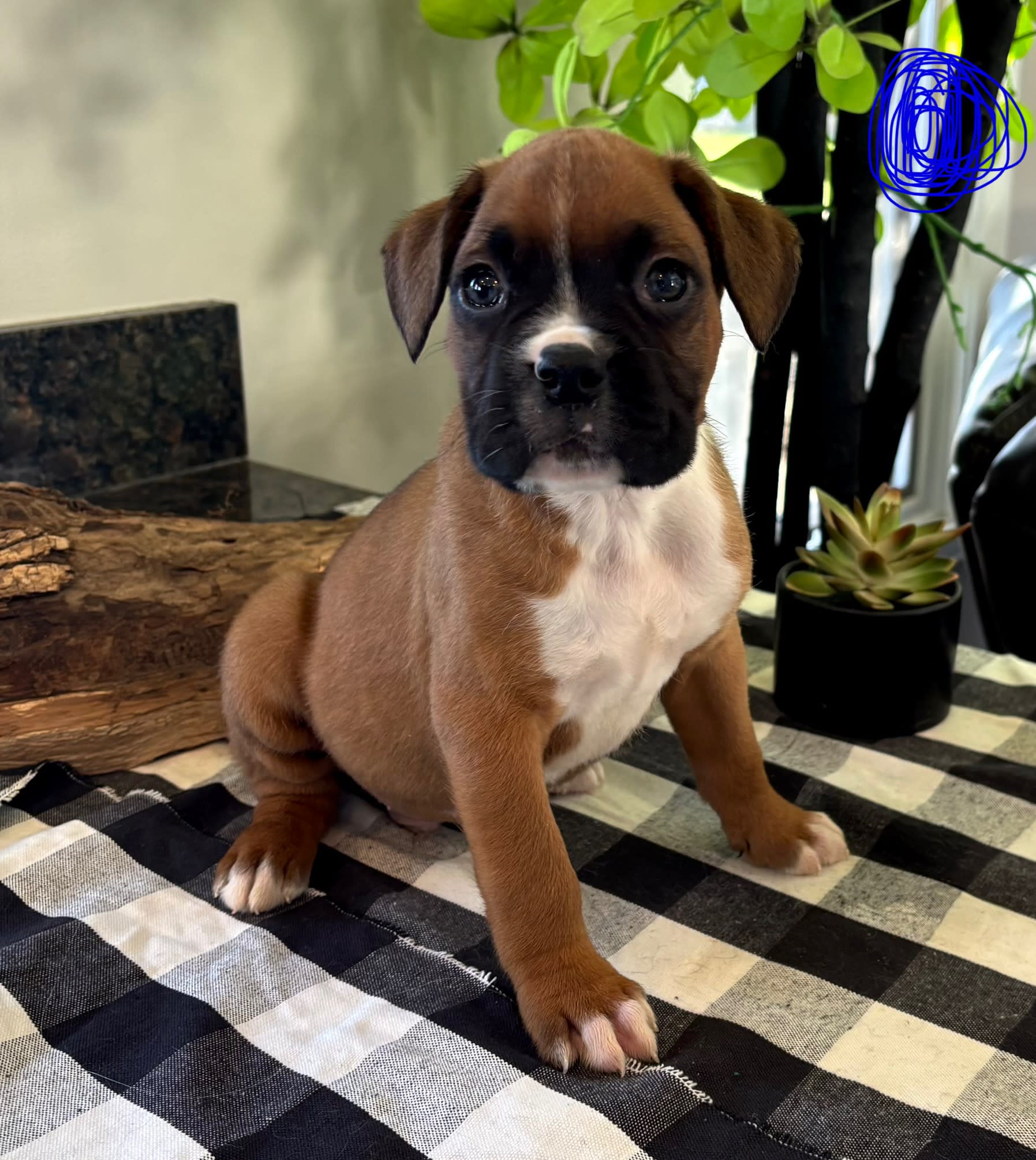 Diesel Boxer Puppy for Sale in Franklin IN Lancaster Puppies