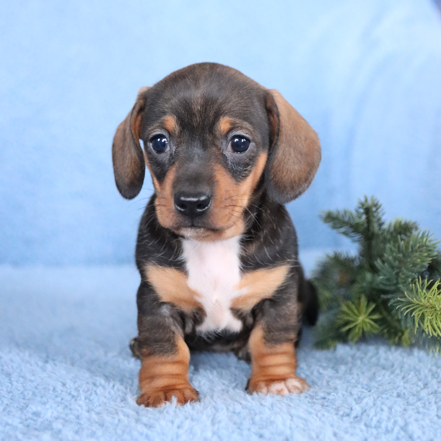 miniature dachshund short hair for sale