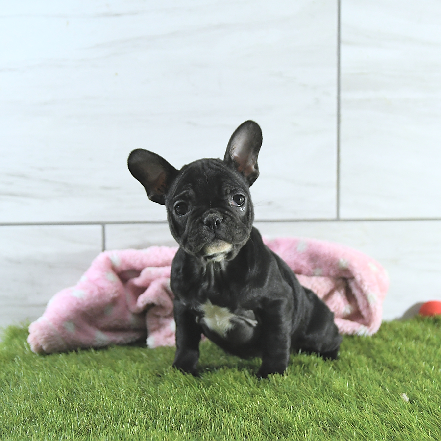 French Bulldog Puppies For Under 1000 Frances - French Bulldog Puppy for Sale in Middlebury, IN | Lancaster